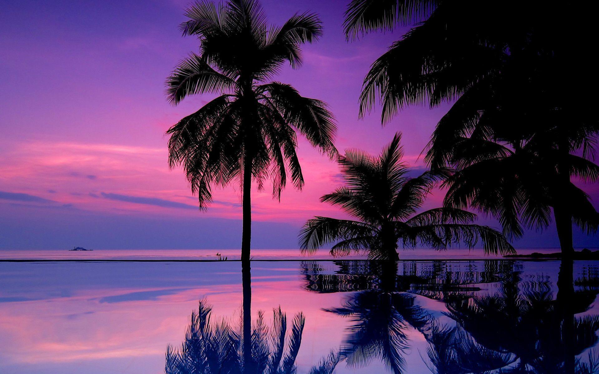 Tropical purple sunset Wallpaper