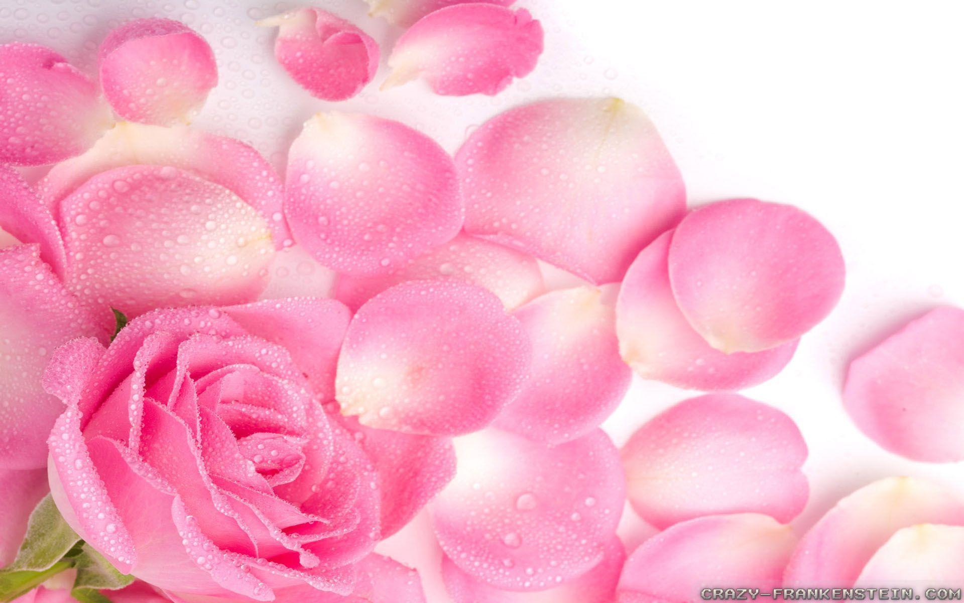 Wallpaper For > Pink Rose Petals Background