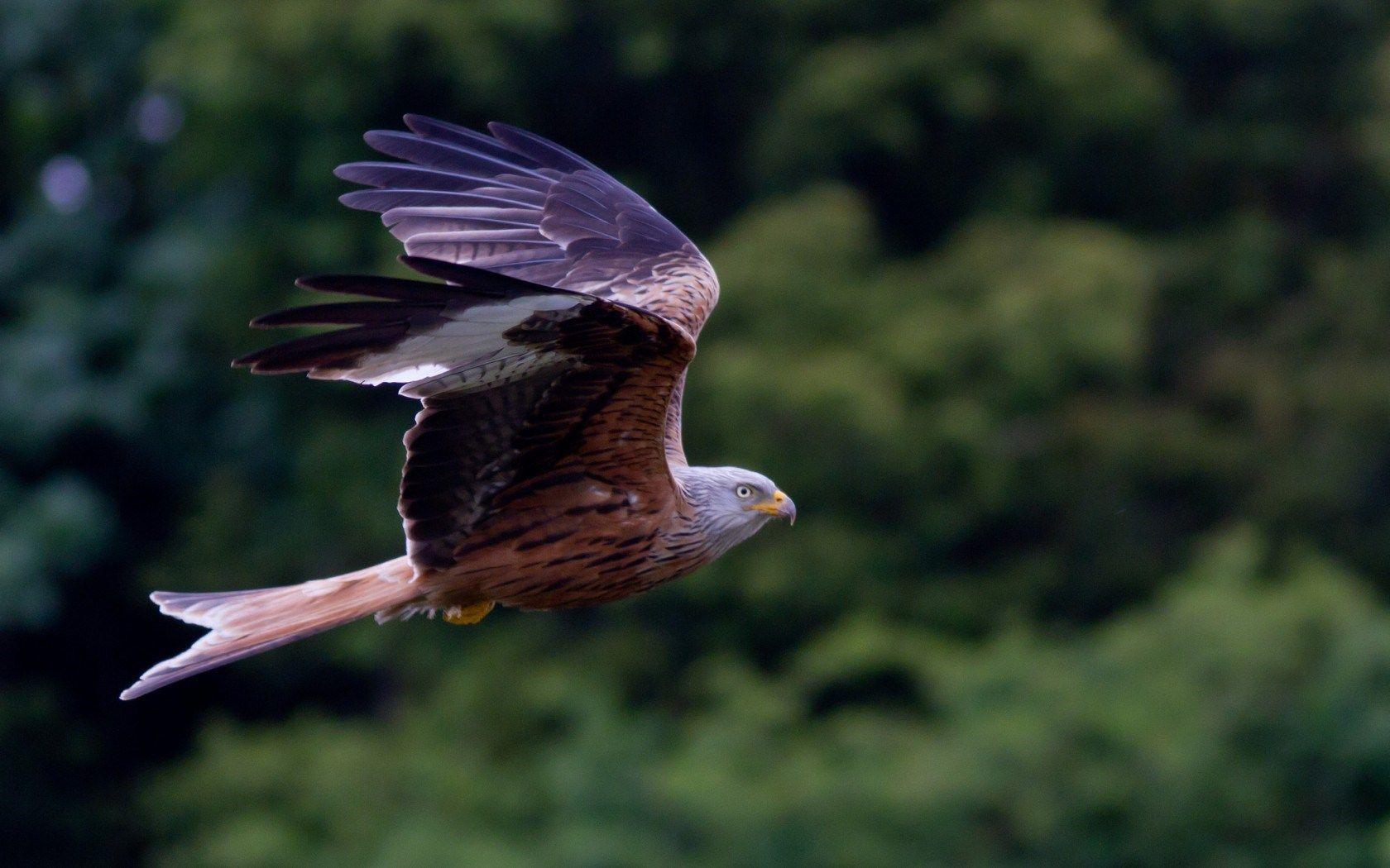 Kite Bird of Prey Forest Green HD Wallpaper