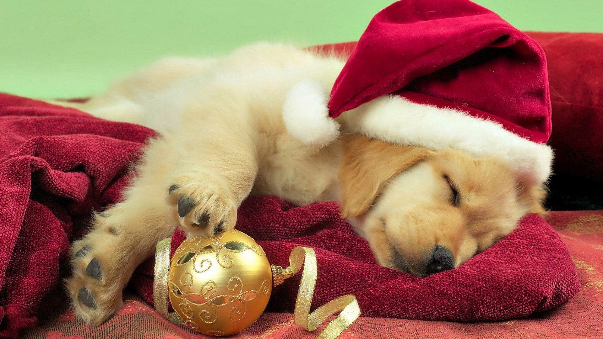 Merry Christmas Puppies Wallpaper