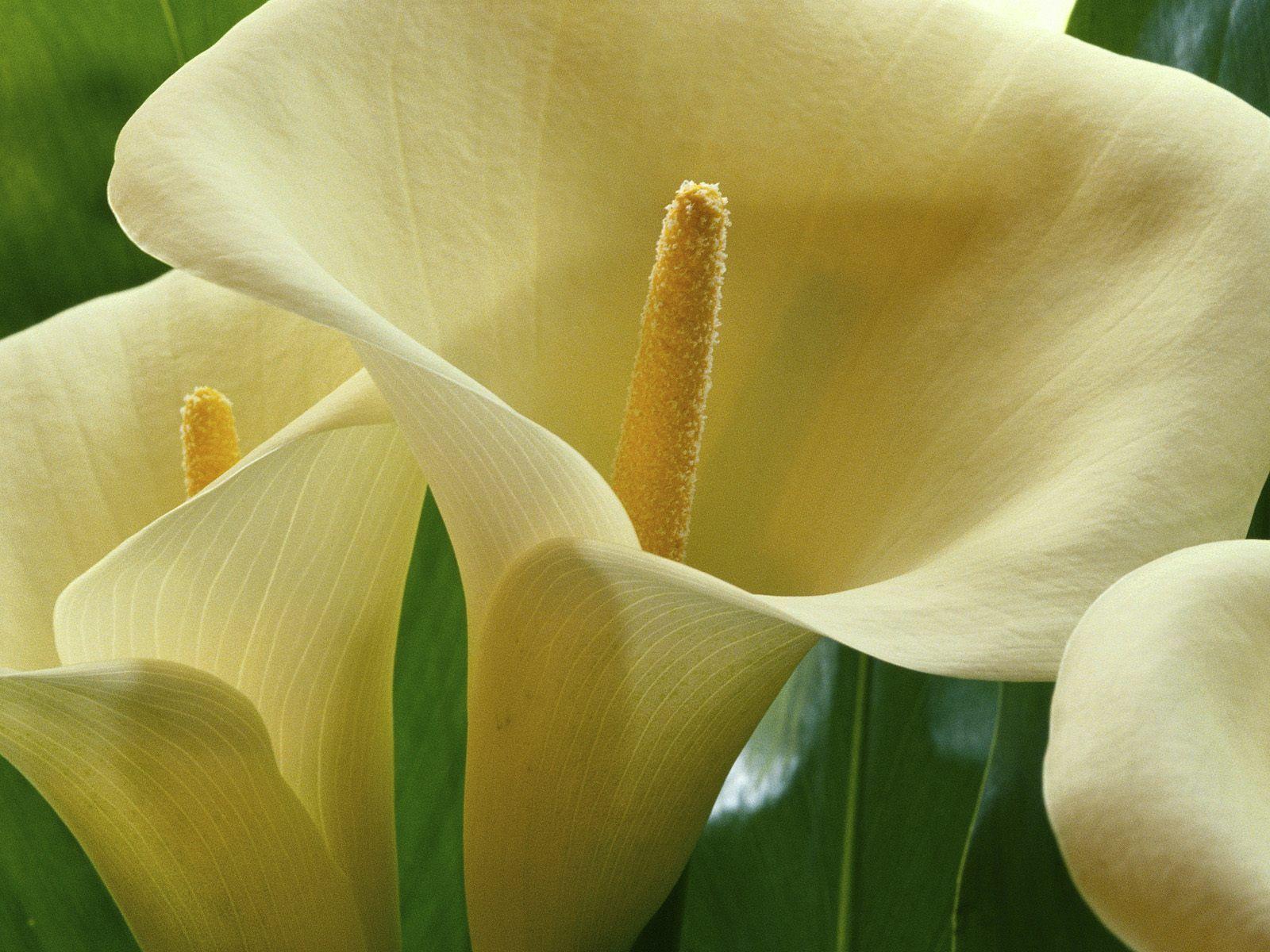 Flowers For > Calla Lily Wallpaper HD