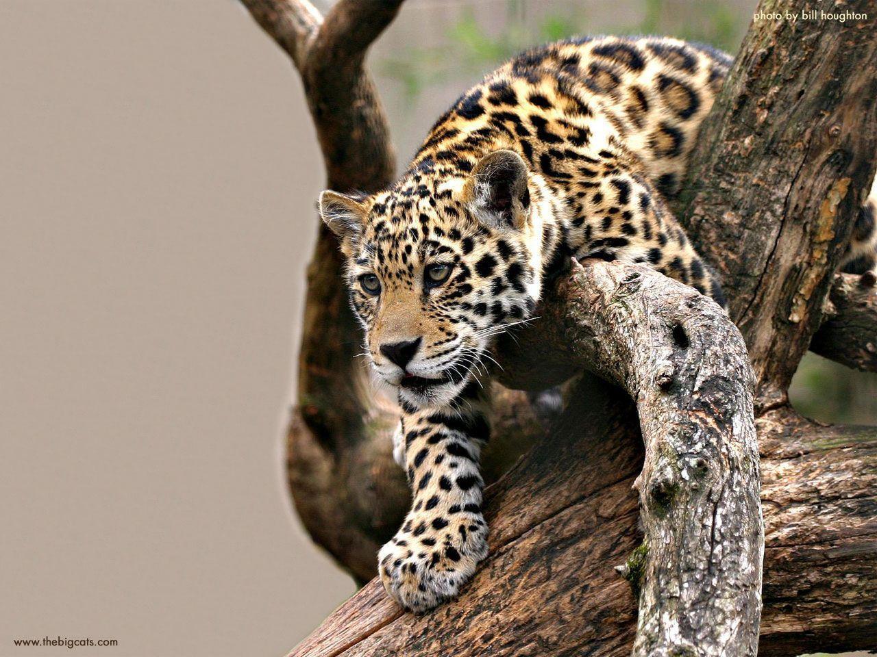 Baby Animals Jaguar Cub. Drawing and Coloring for Kids