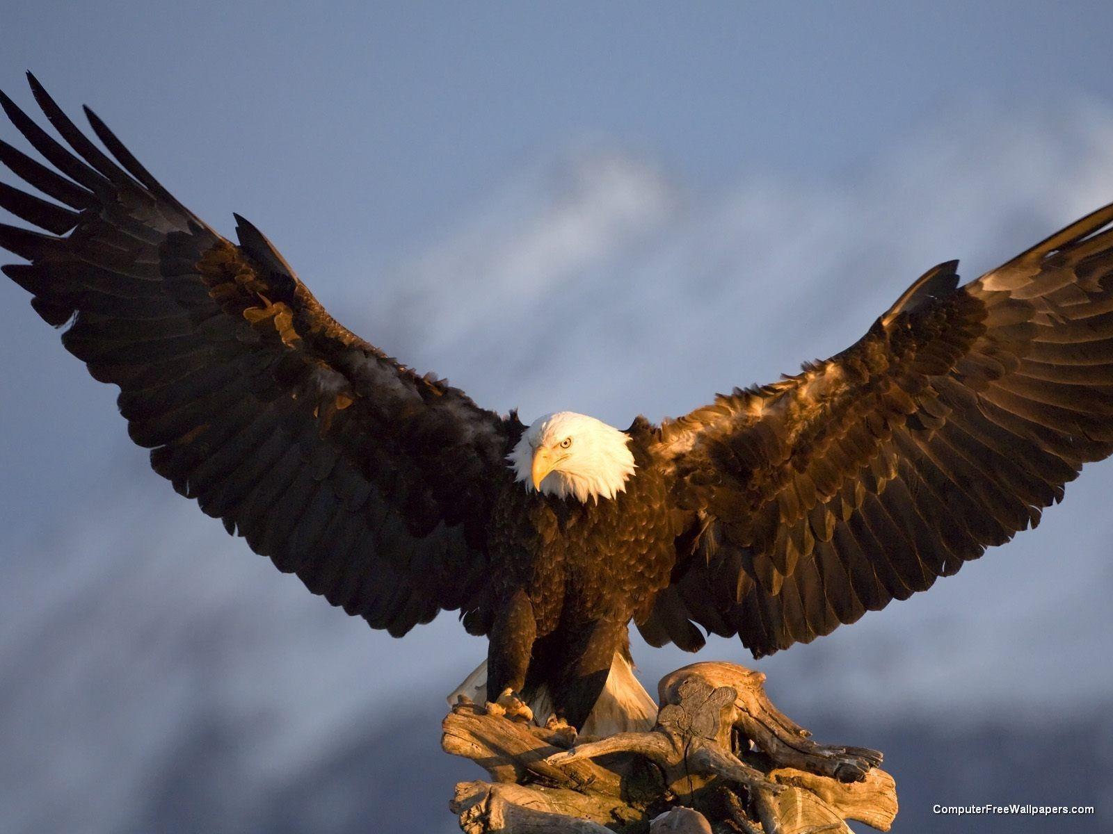 Pix For > Bald Eagle Flying Wallpapers