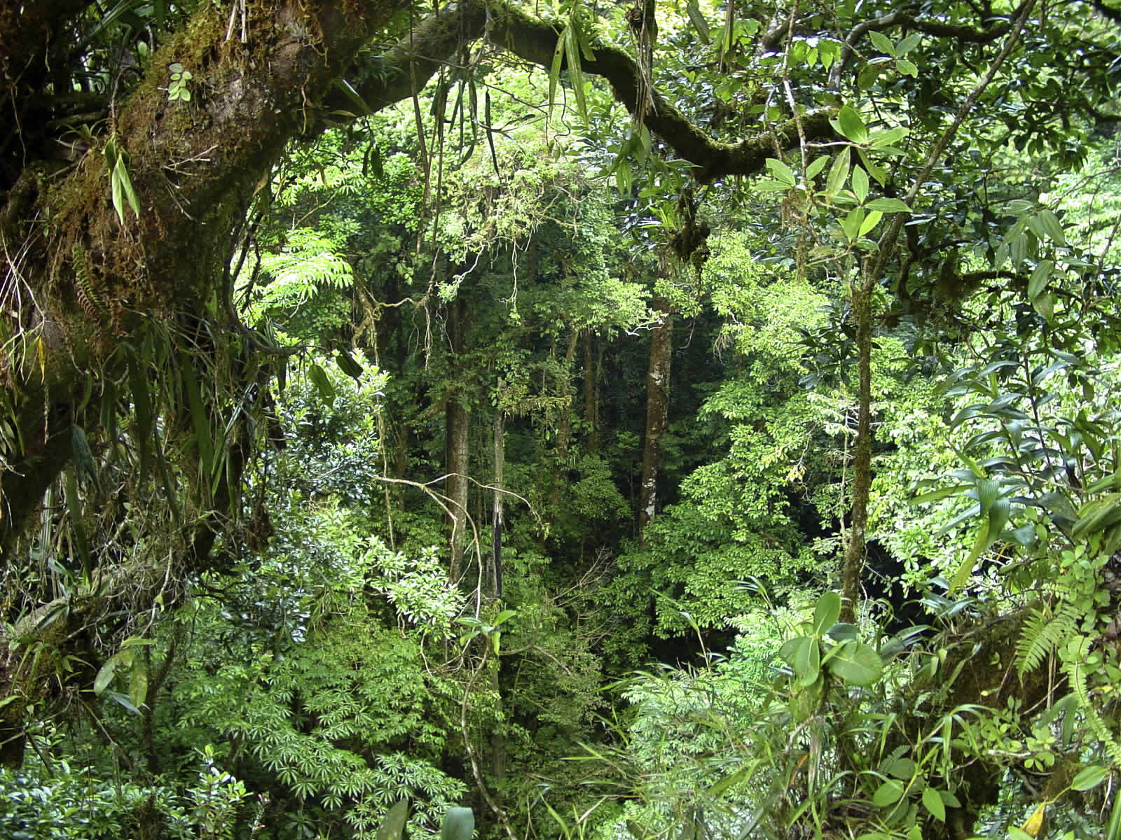 wallpaper hutan pinus hd Rainforest Backgrounds  Wallpaper  Cave