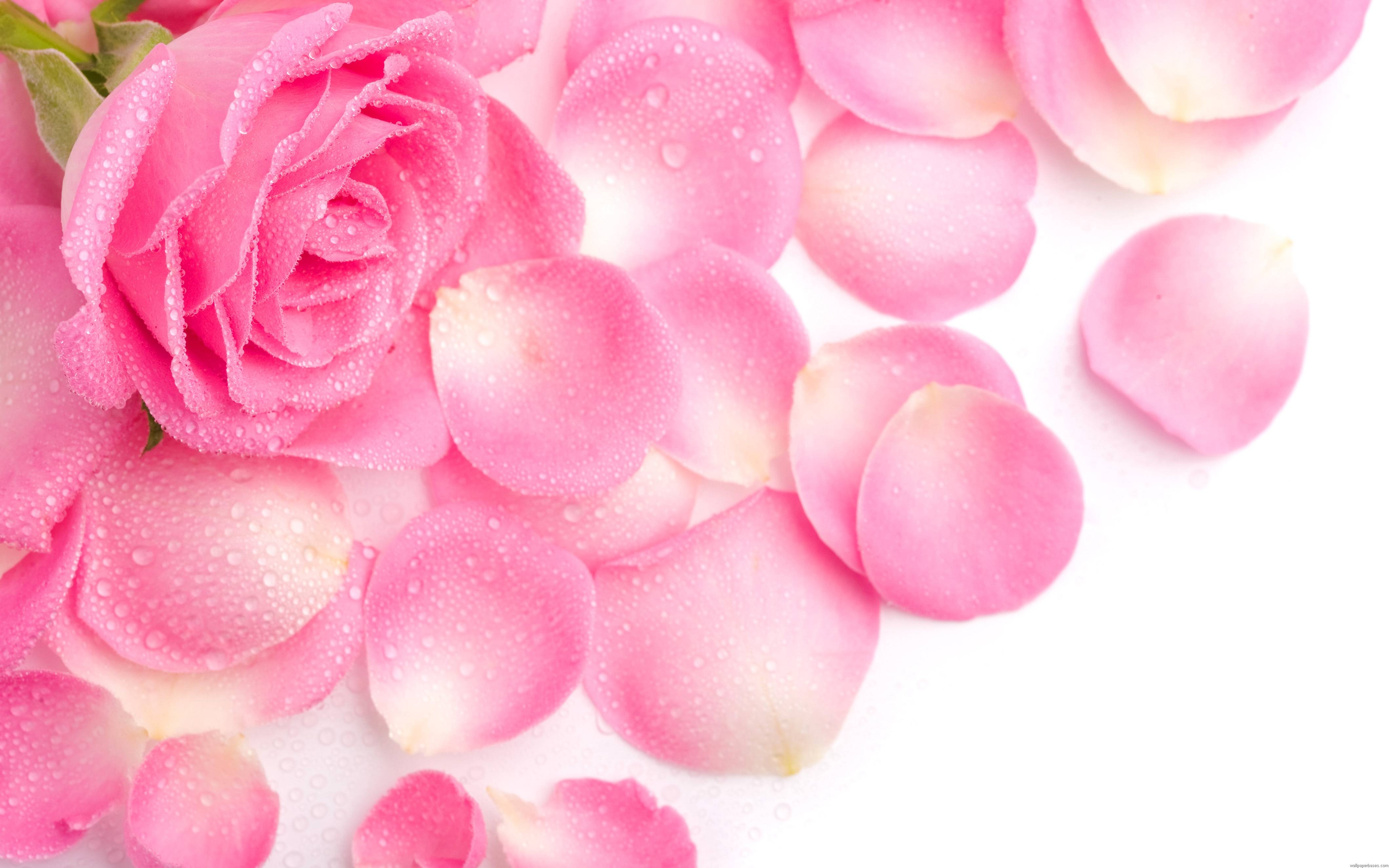 Flowers For > Pink Rose Flower Background