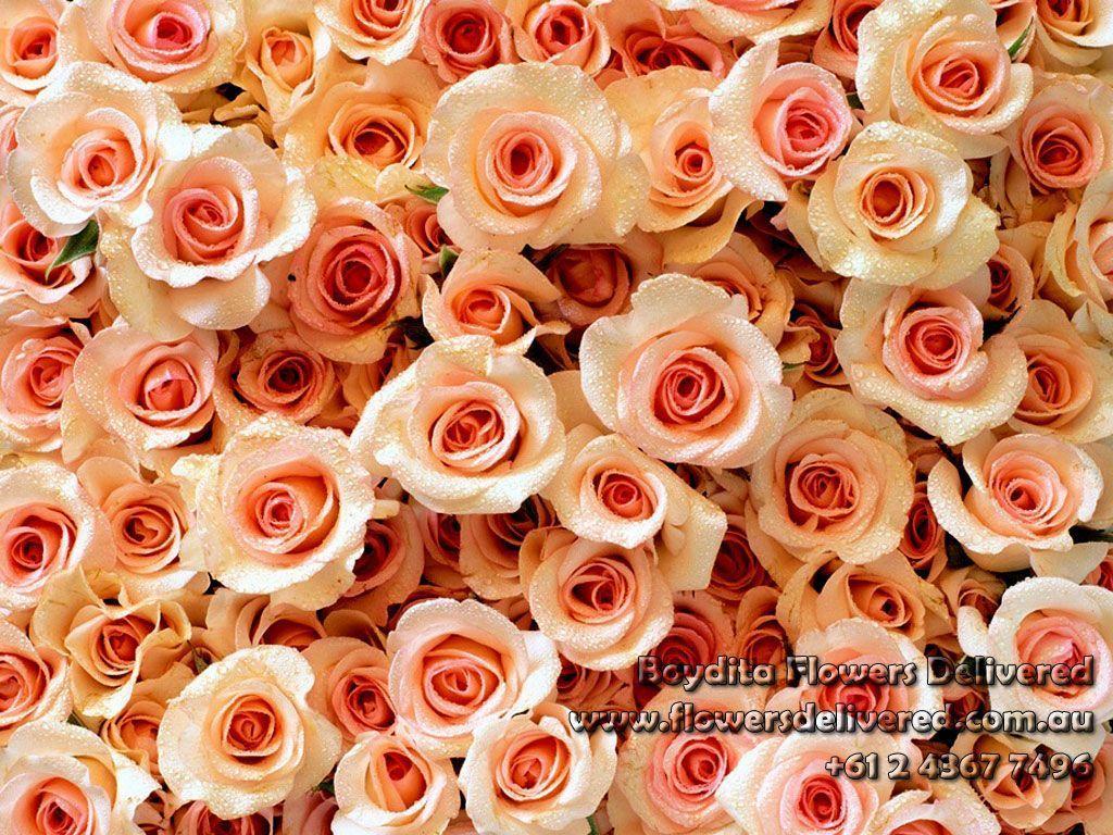buy wallpaperroses wallpaper Search Engine