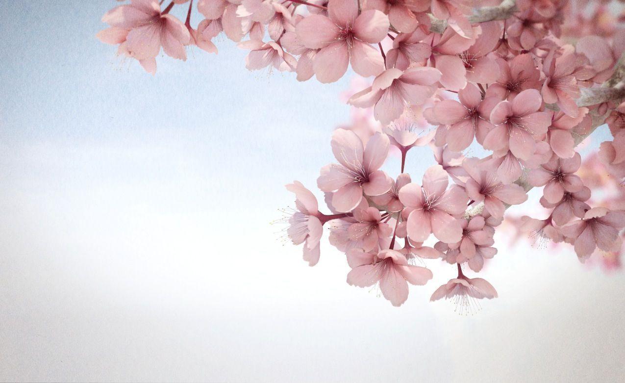 Sakura Flower Wallpapers Wallpaper Cave