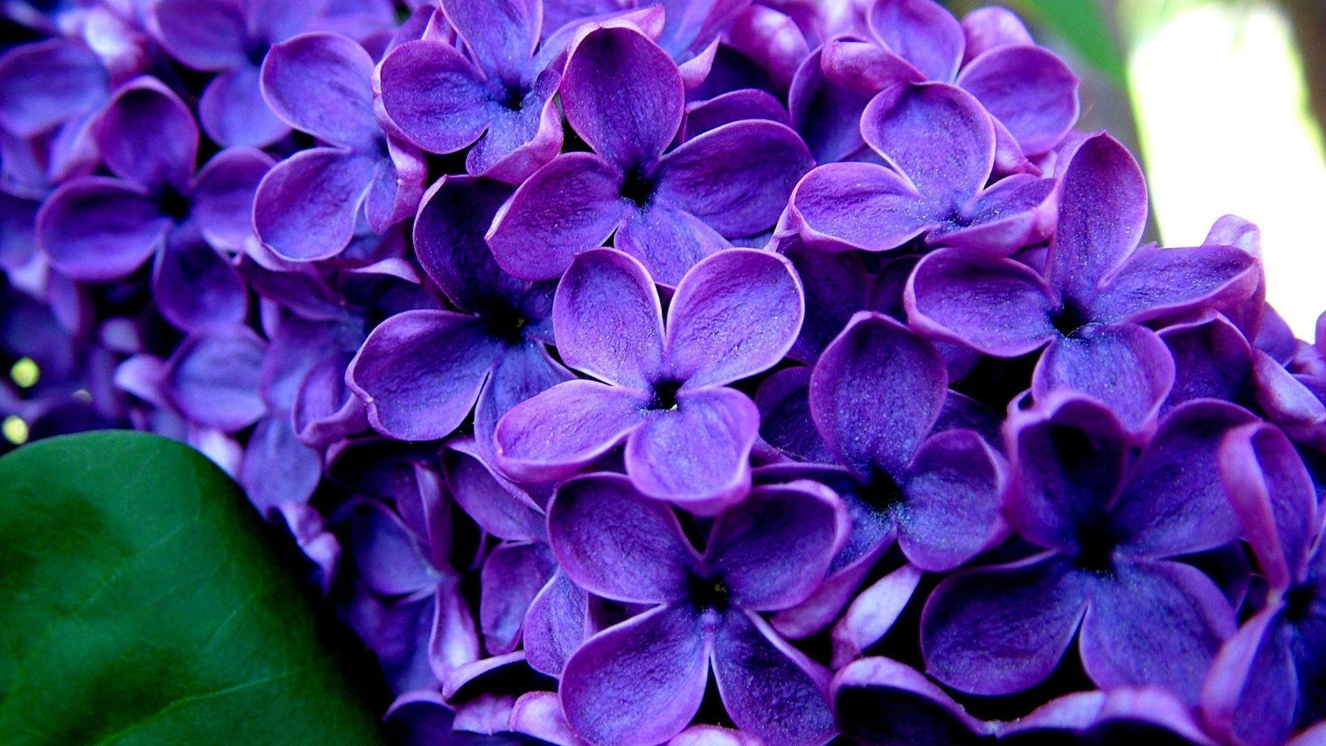 Purple Flower HD Wallpaper Wallpaper Inn