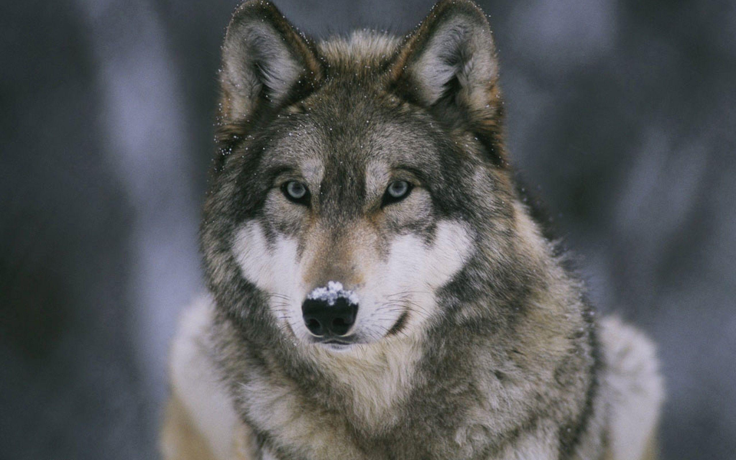 arctic wolf art anime arctic wolf