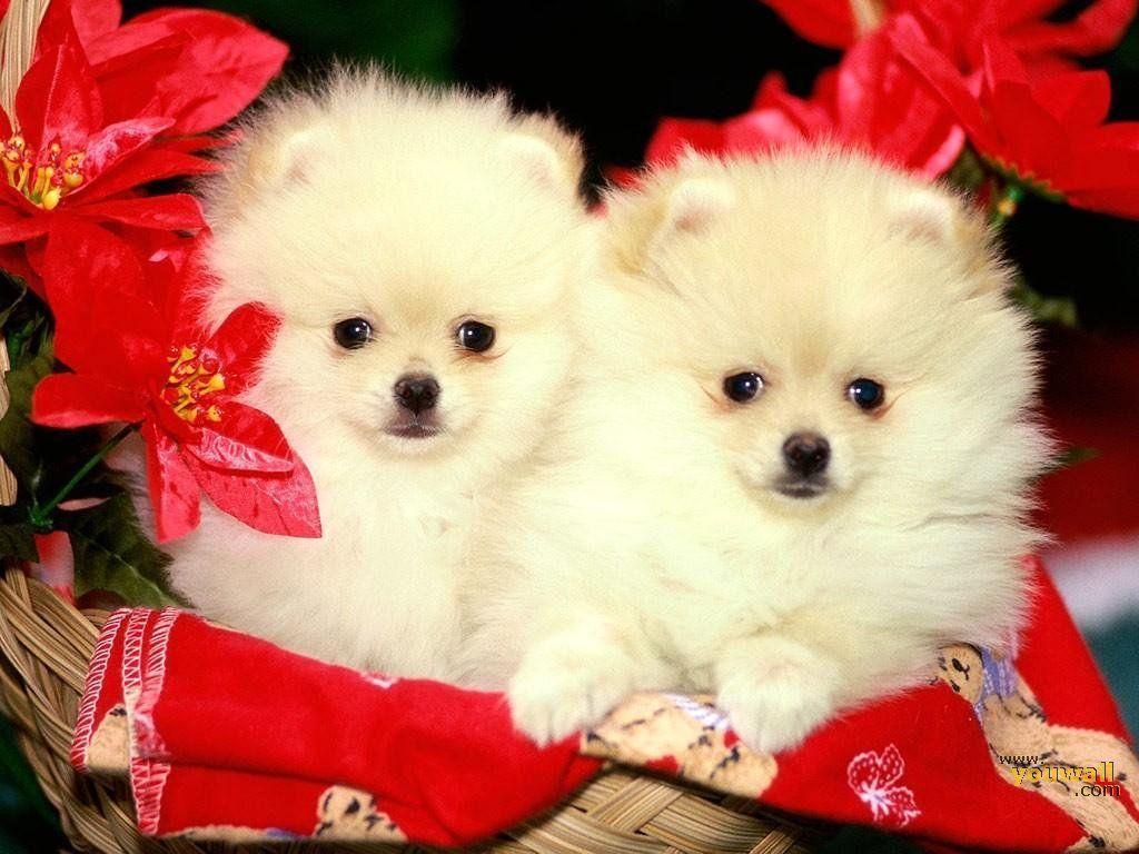 Christmas Dogs Wallpaper Free