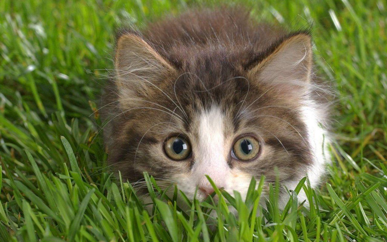 Cute Kitten in Grass Wallpaper. Cat, In, Grass, Wallpaper