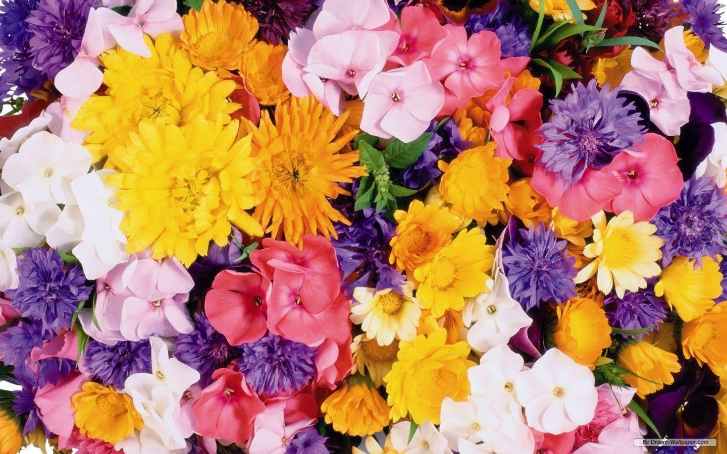 Free Wallpaper Flower wallpaper Flower