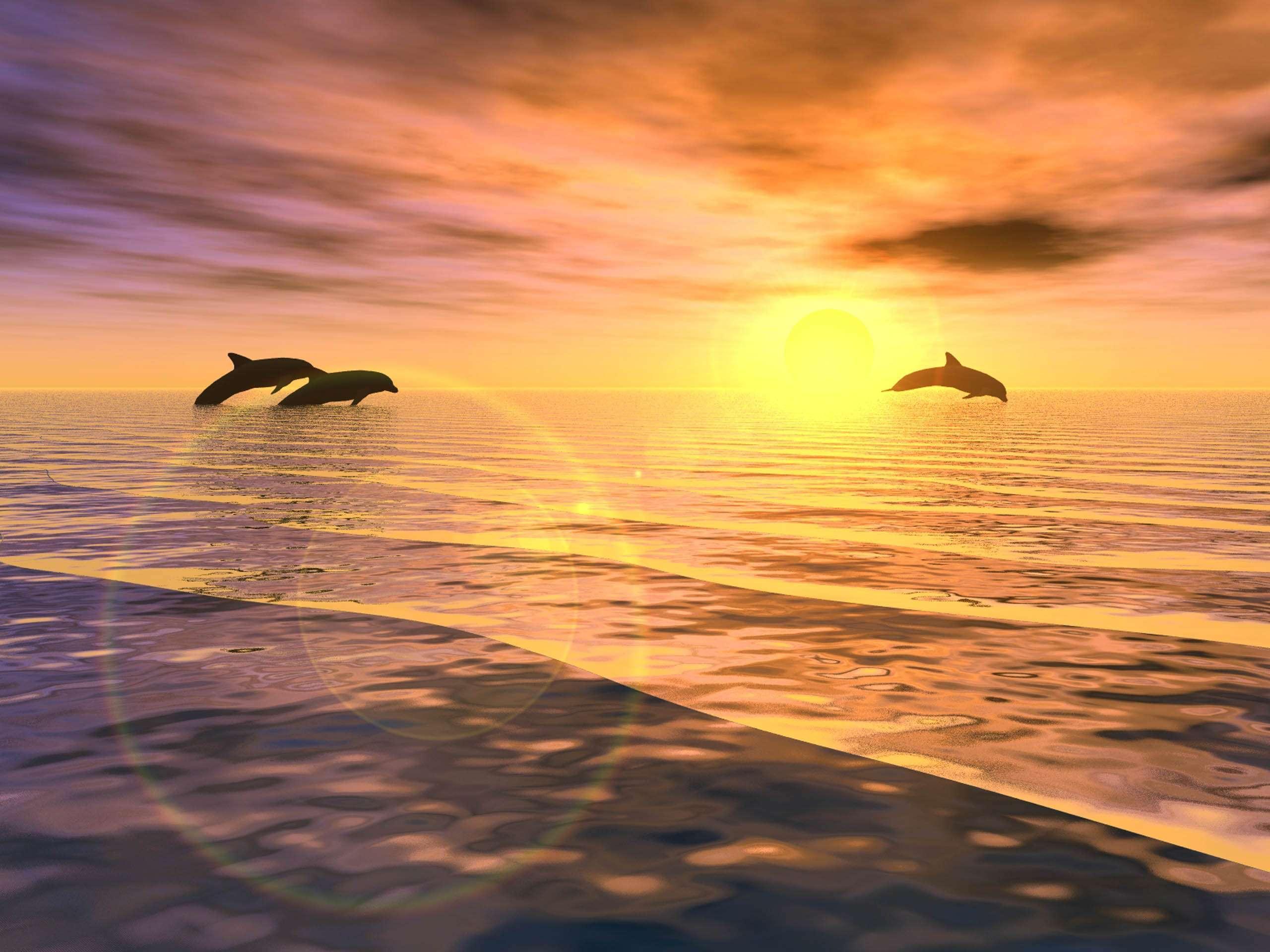 The dolphin desktop sunrise jumping wallpaper free desktop