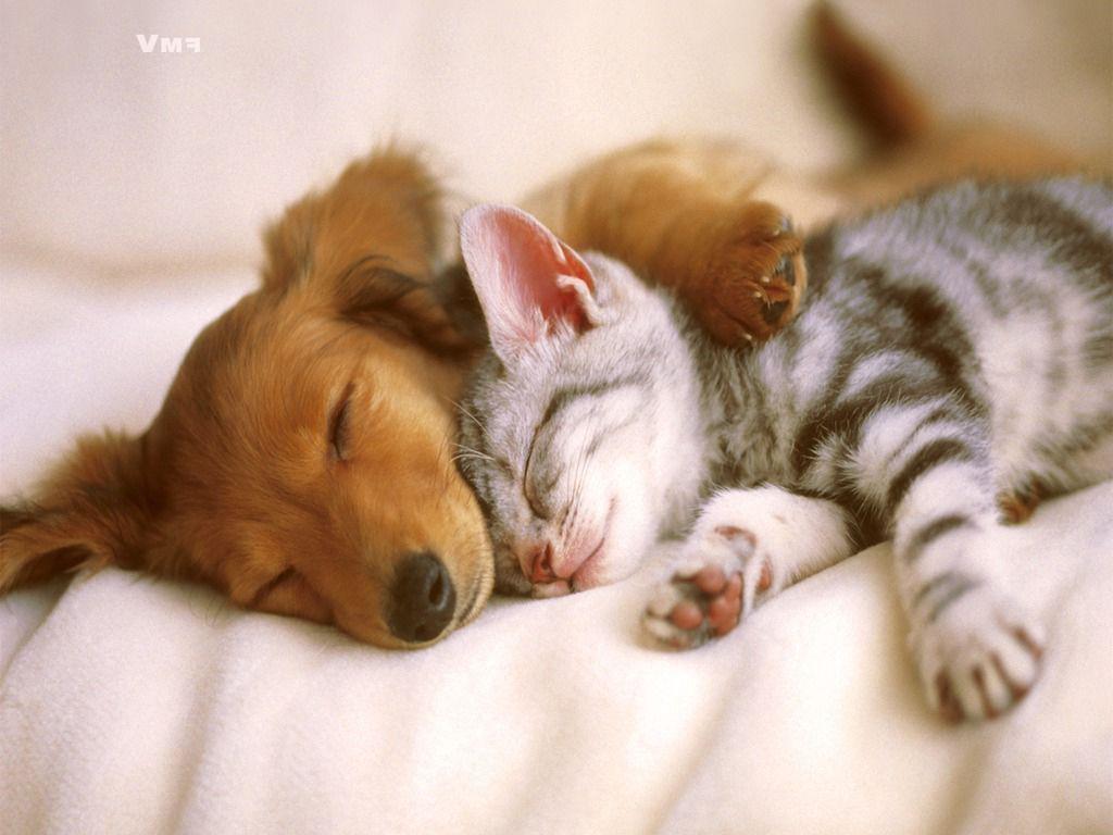 Cute Cats And Puppies Wallpapers Cute Dog Wallpapers Cute Puppies