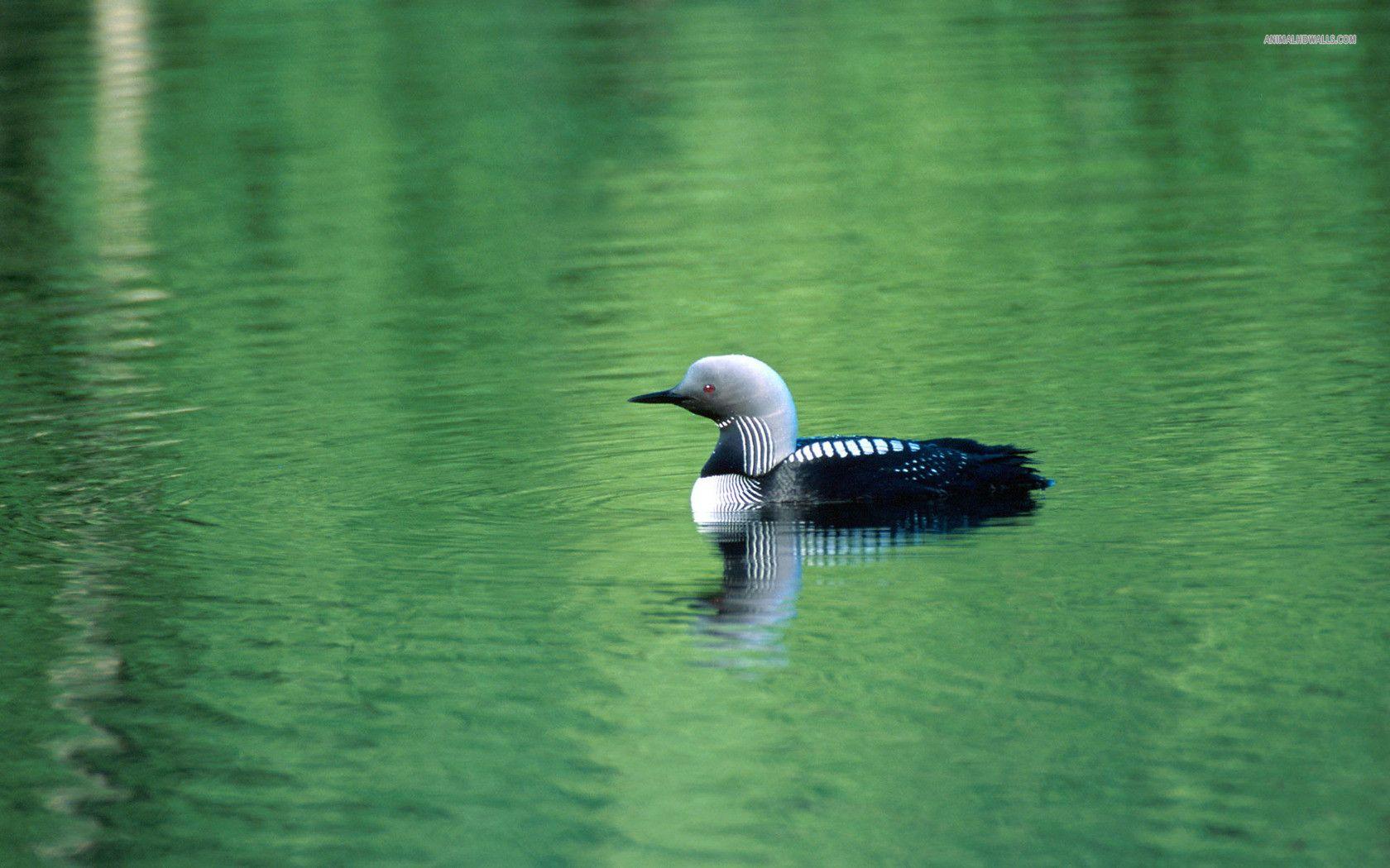 Pacific Loon wallpaper #