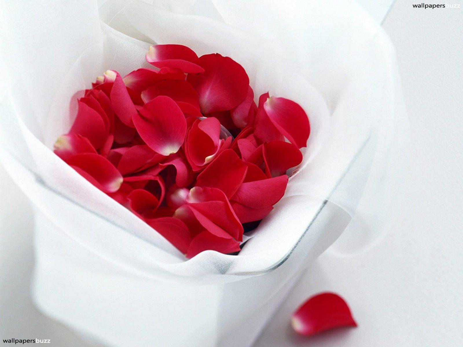 Rose Petals Flowers Wallpaper