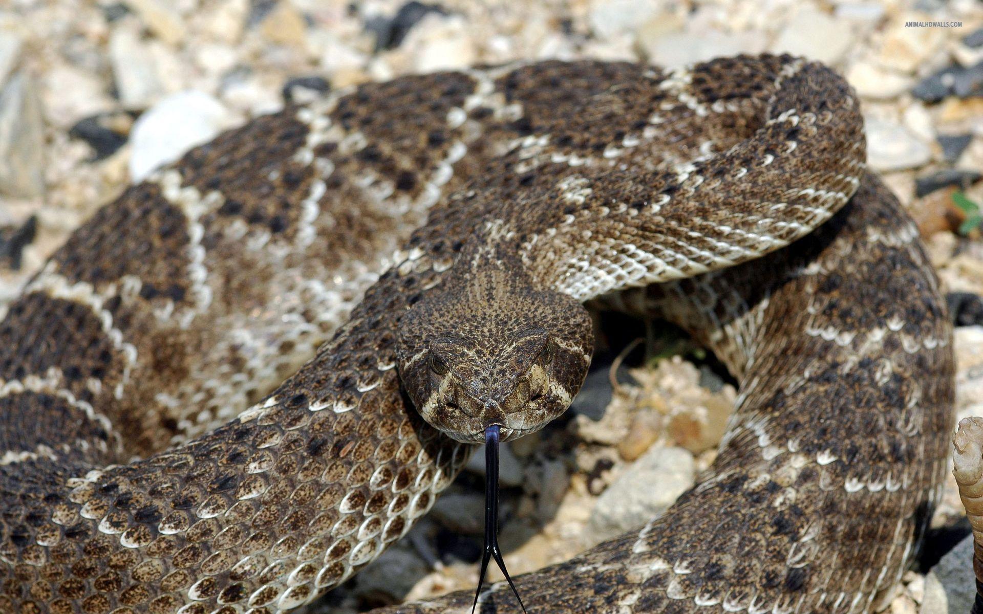 Rattlesnake Wallpaper 54 images