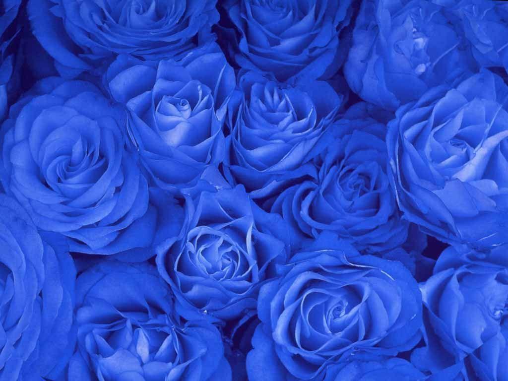 Flowers For > Blue Roses Background