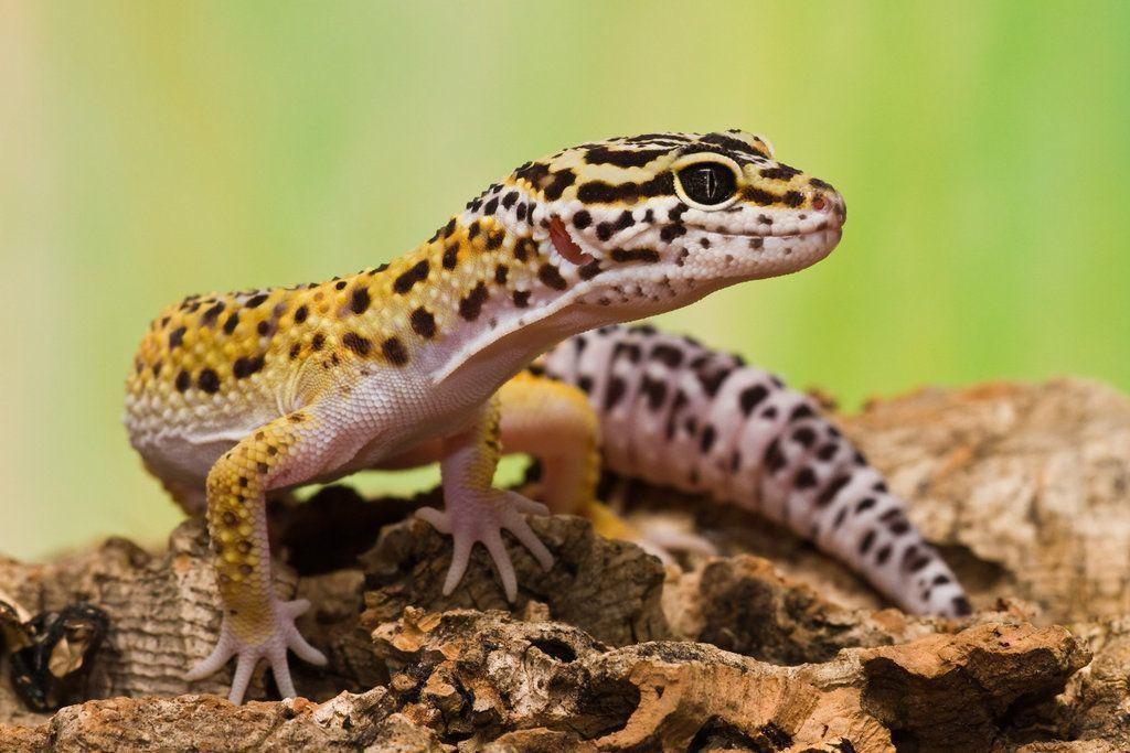 Leopard Gecko reptile dessert animal HD wallpaper  Peakpx