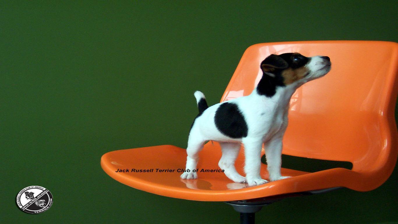 Jack Russell Terrier Sitting Wallpaper 1366x768