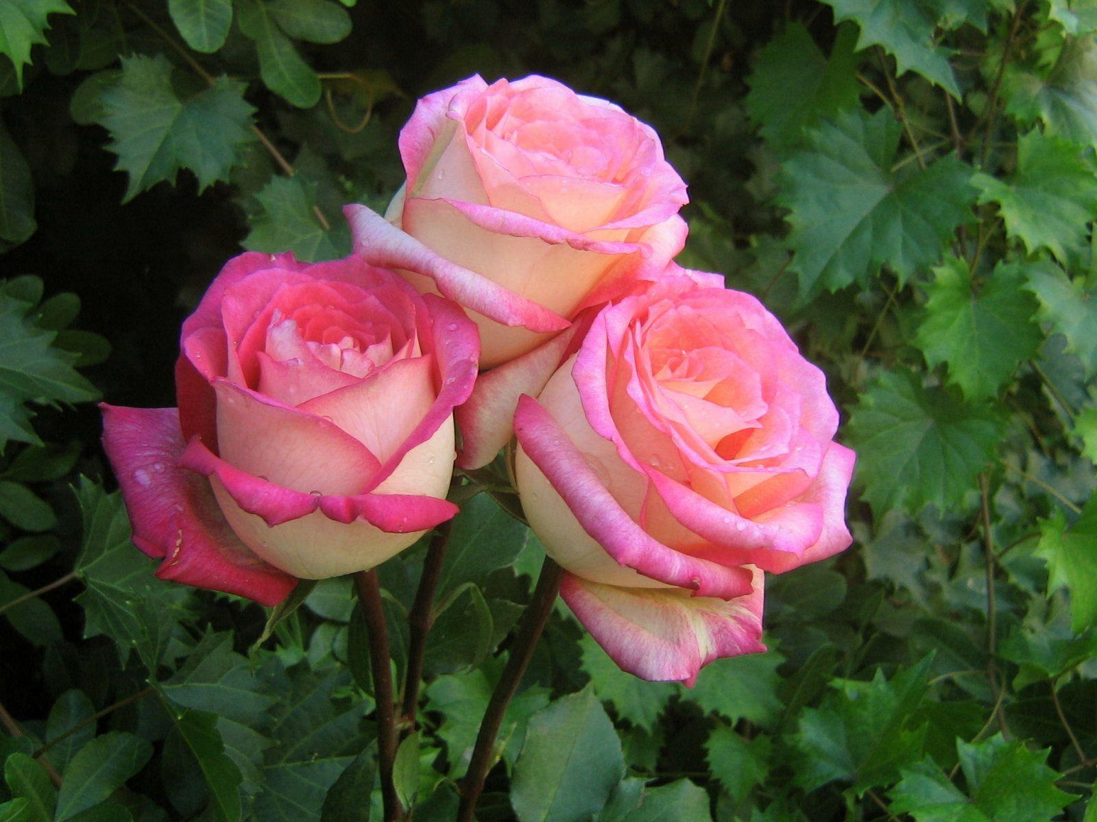 Beautiful Roses