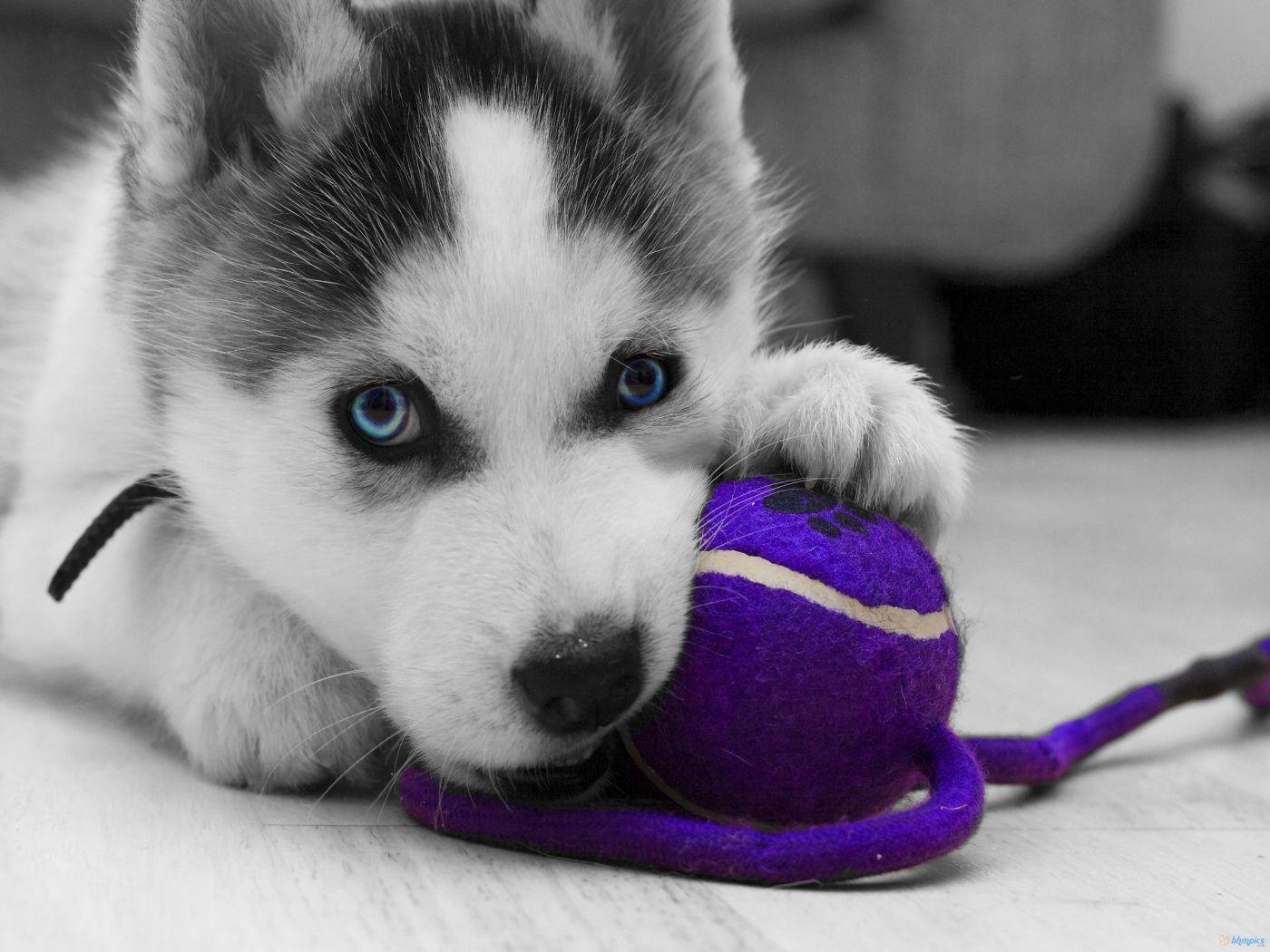Siberian Husky puppy with a ball photo and wallpaper. Beautiful