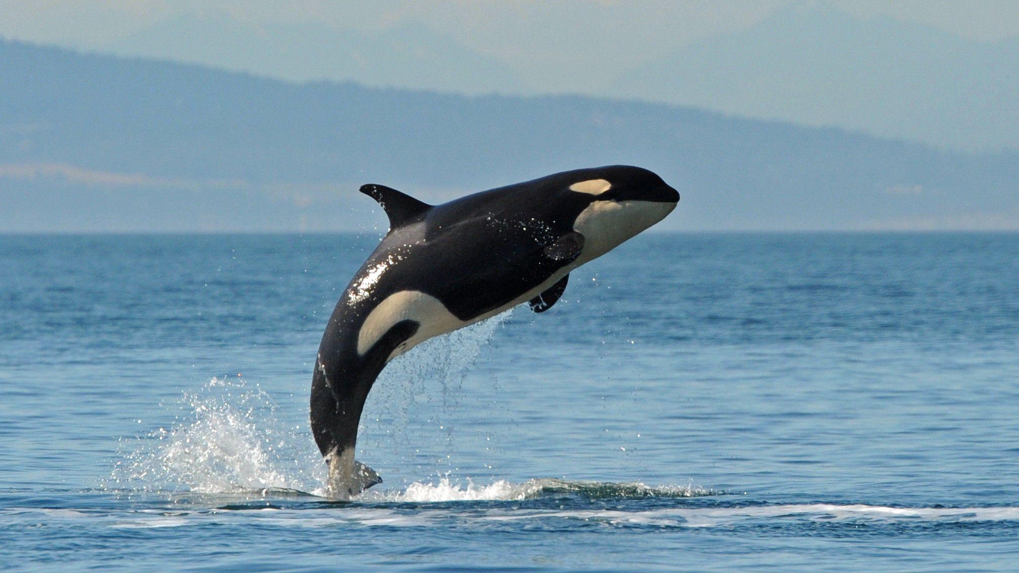 Download Painting Of Orca Killer Whale Picture  Wallpaperscom