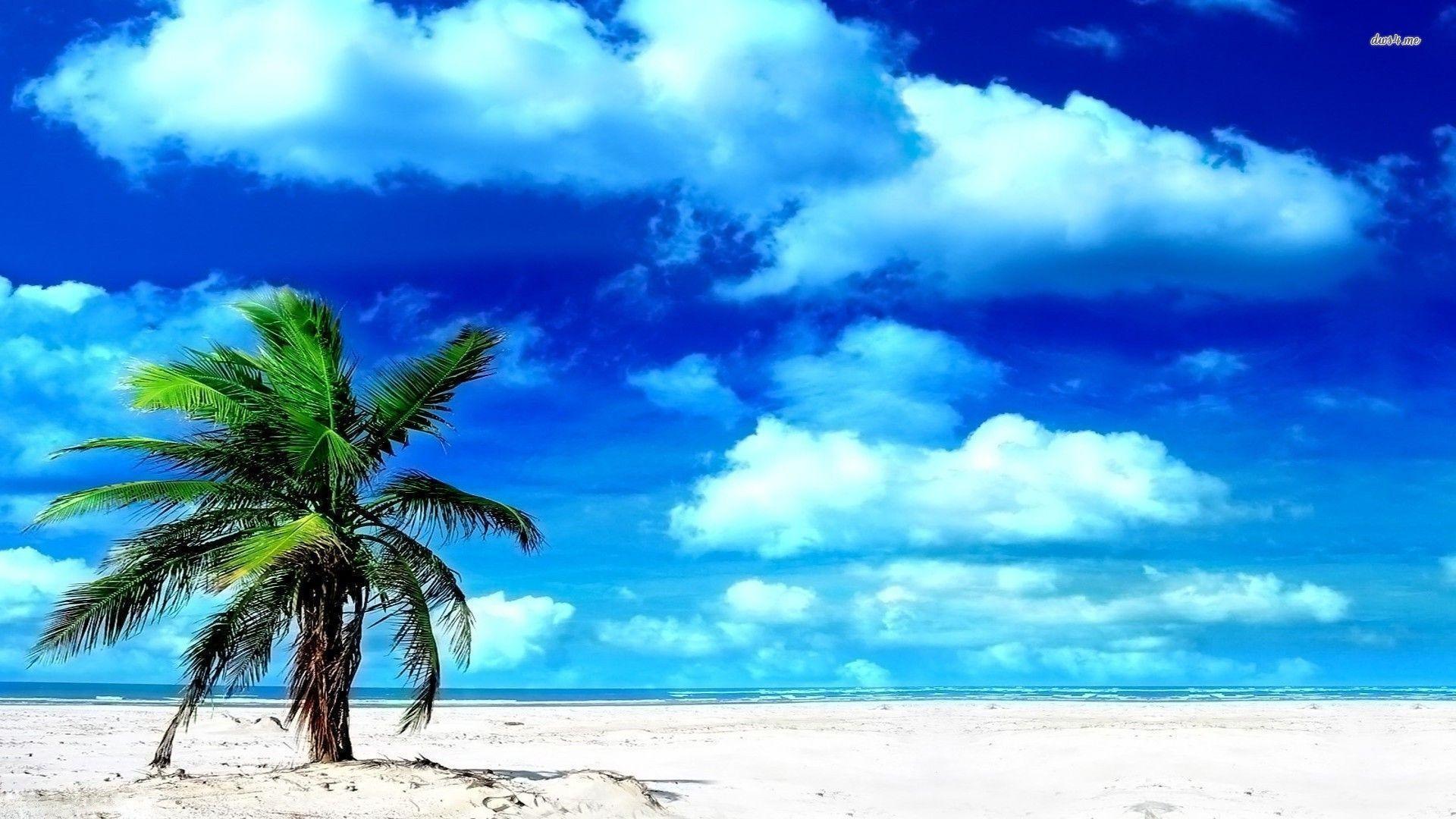 Background Lonely Palm Tree Beach Wallpaper. Wallpaper Love