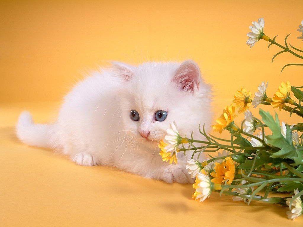 Cute cat HD desktop wallpaper free HD Wallpaper