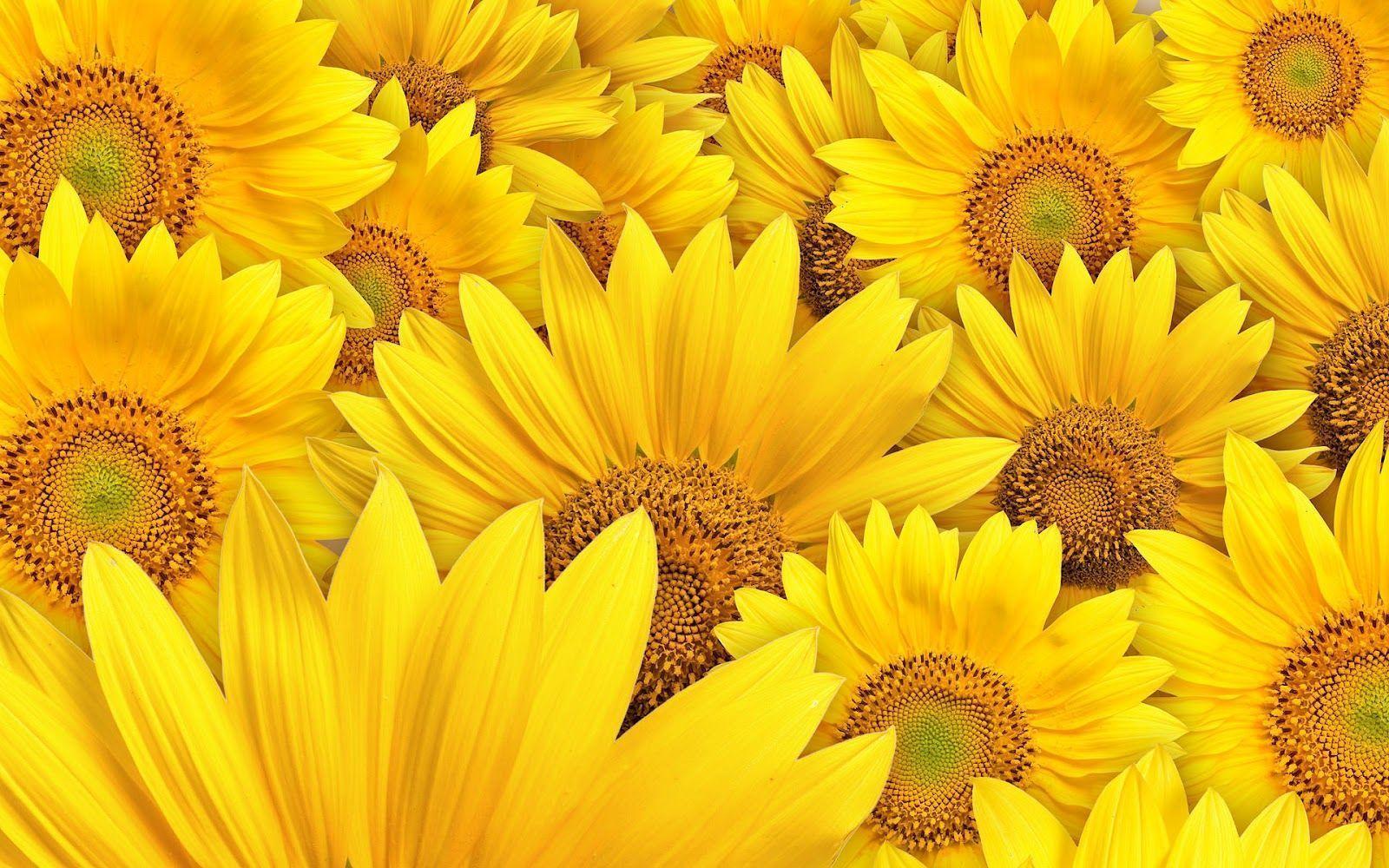 Sunflowers Wallpaper HD Wallpaper