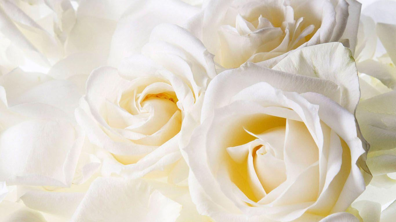 Rose White Roses (2961). Nature Wallpaper Osteotx.com