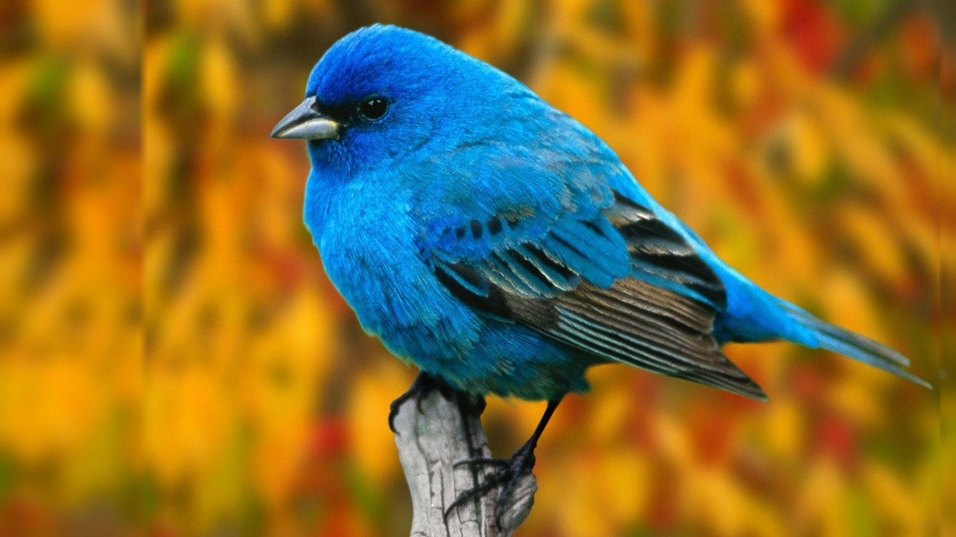 Bird Desktop Wallpaper: Blue Bird For Computer Wallpaper. .Ssofc