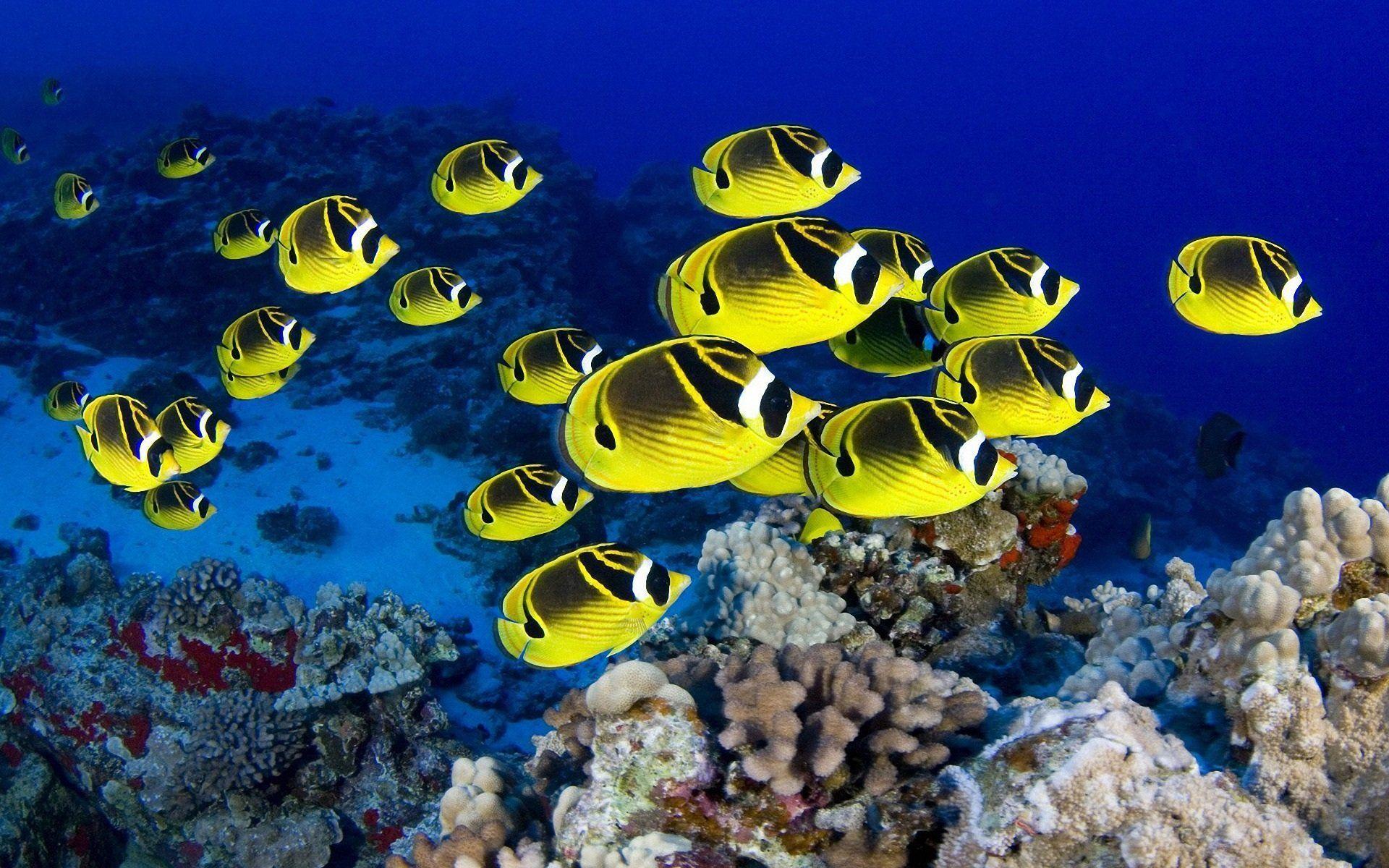 Beautiful Tropical Fish Picture
