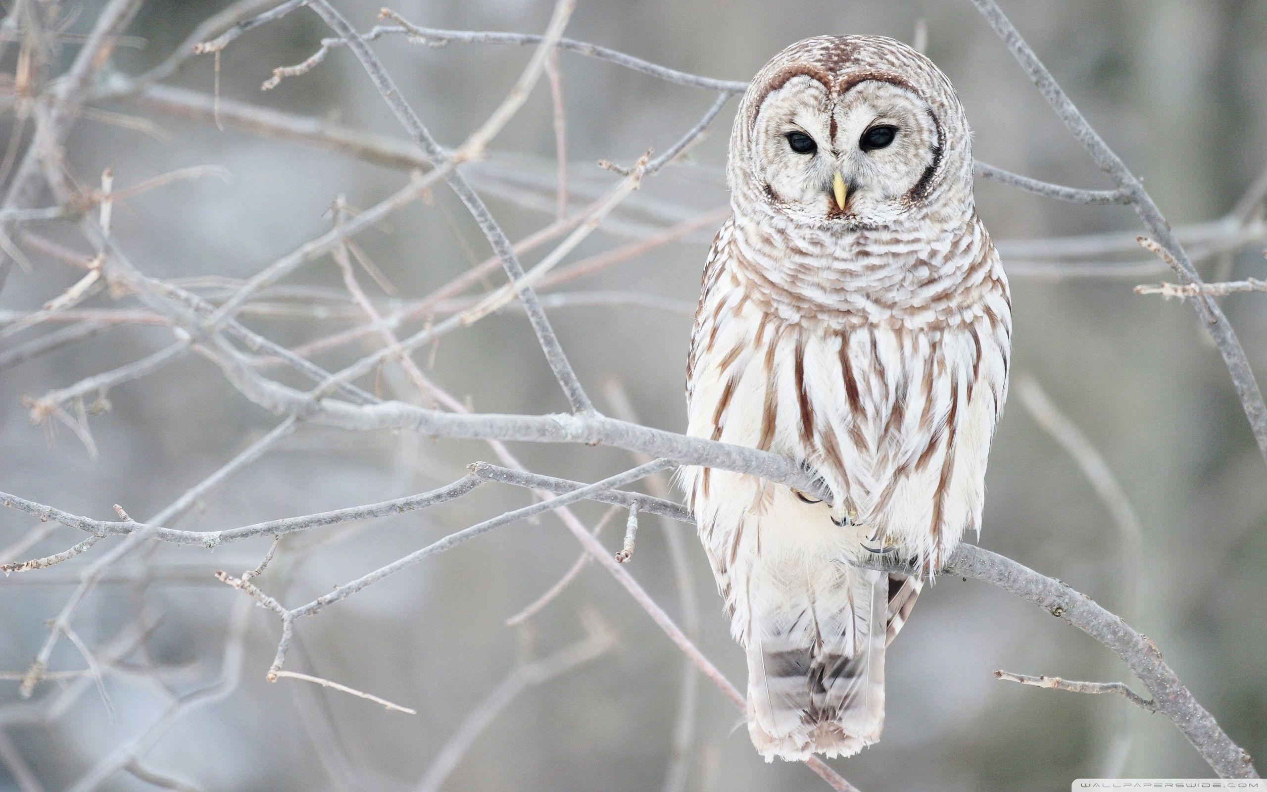 White Owl Wallpaper
