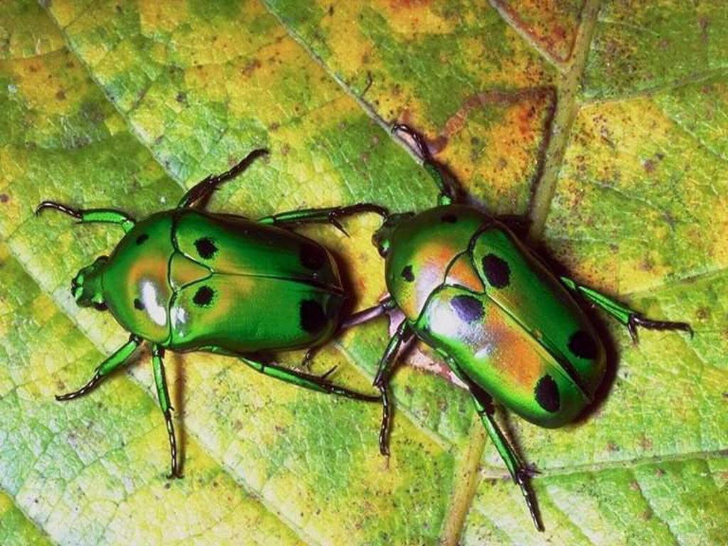 Desktop Wallpaper · Gallery · Animals · beetle pc