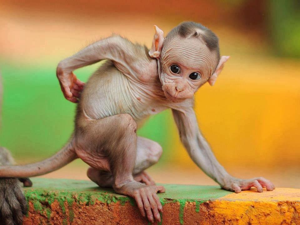 Desktop Wallpaper. Cool Wallpaper: Funny Monkey