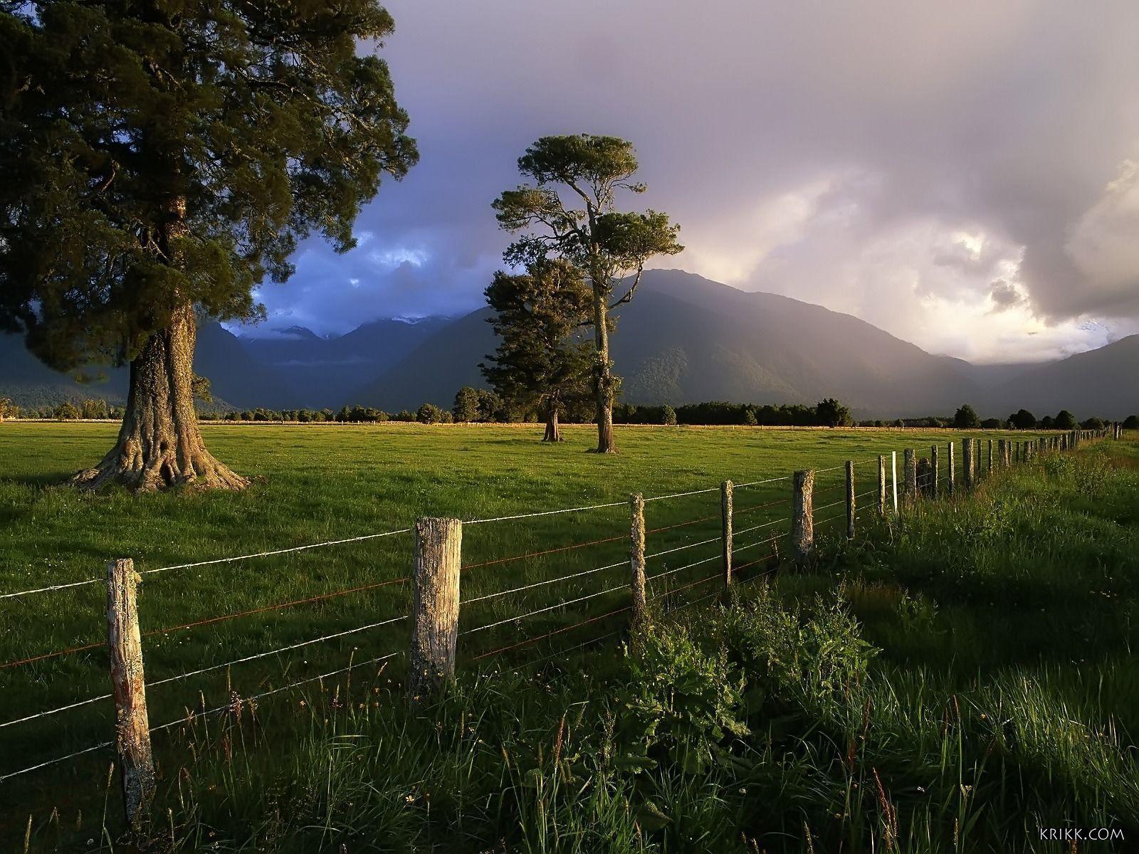 Latest New Zealand Trees Quality Nature New (id: 170151)