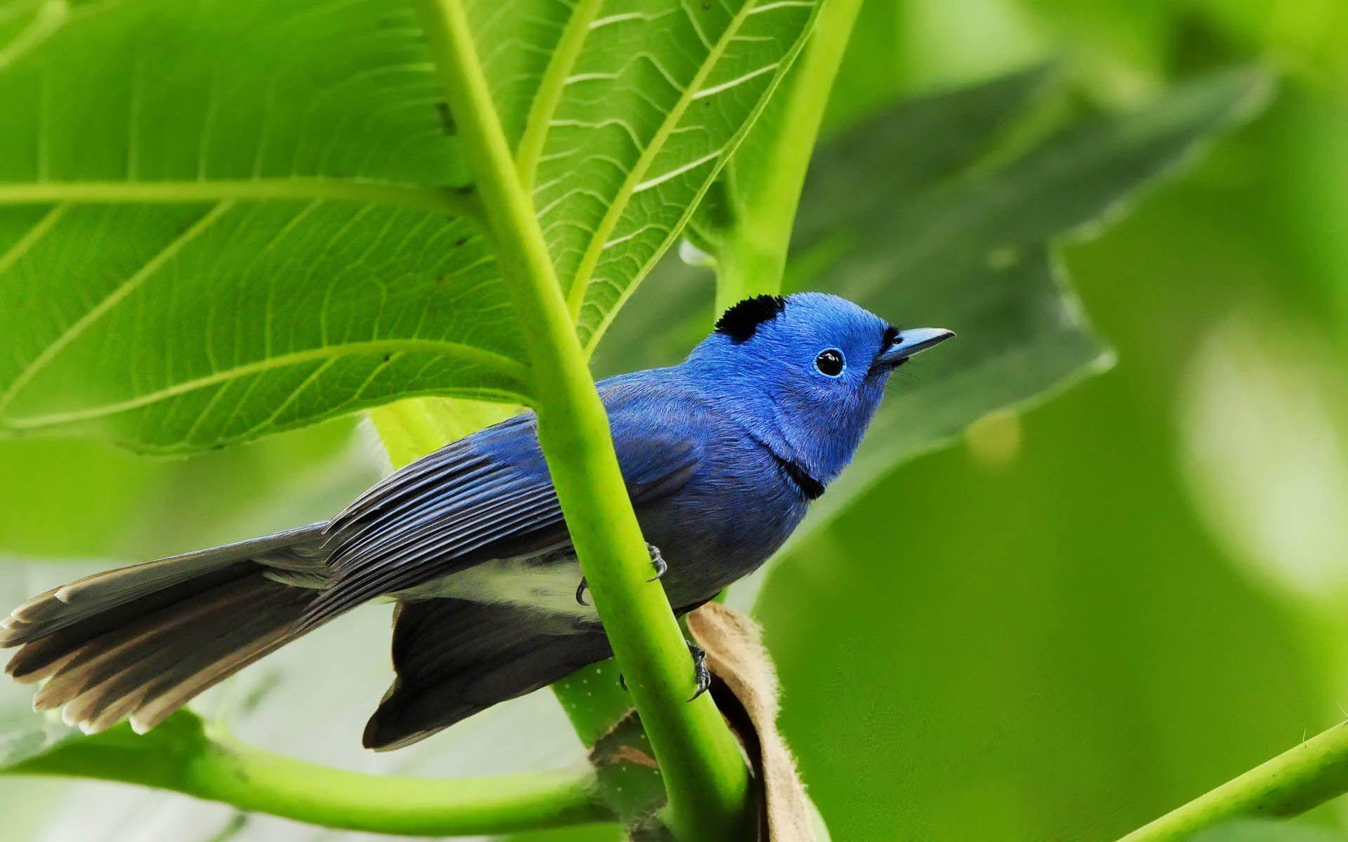 Blue Picture Bird Wallpaper Free Picture