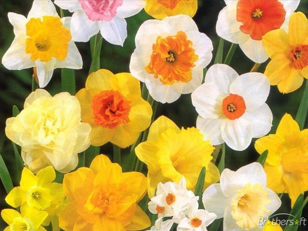 Daffodil flowers wallpaper