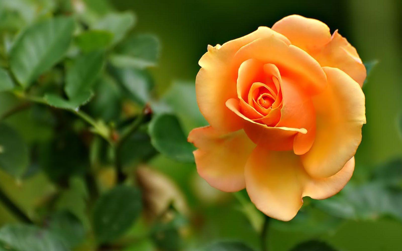 Laptop Wallpaper for Desktop