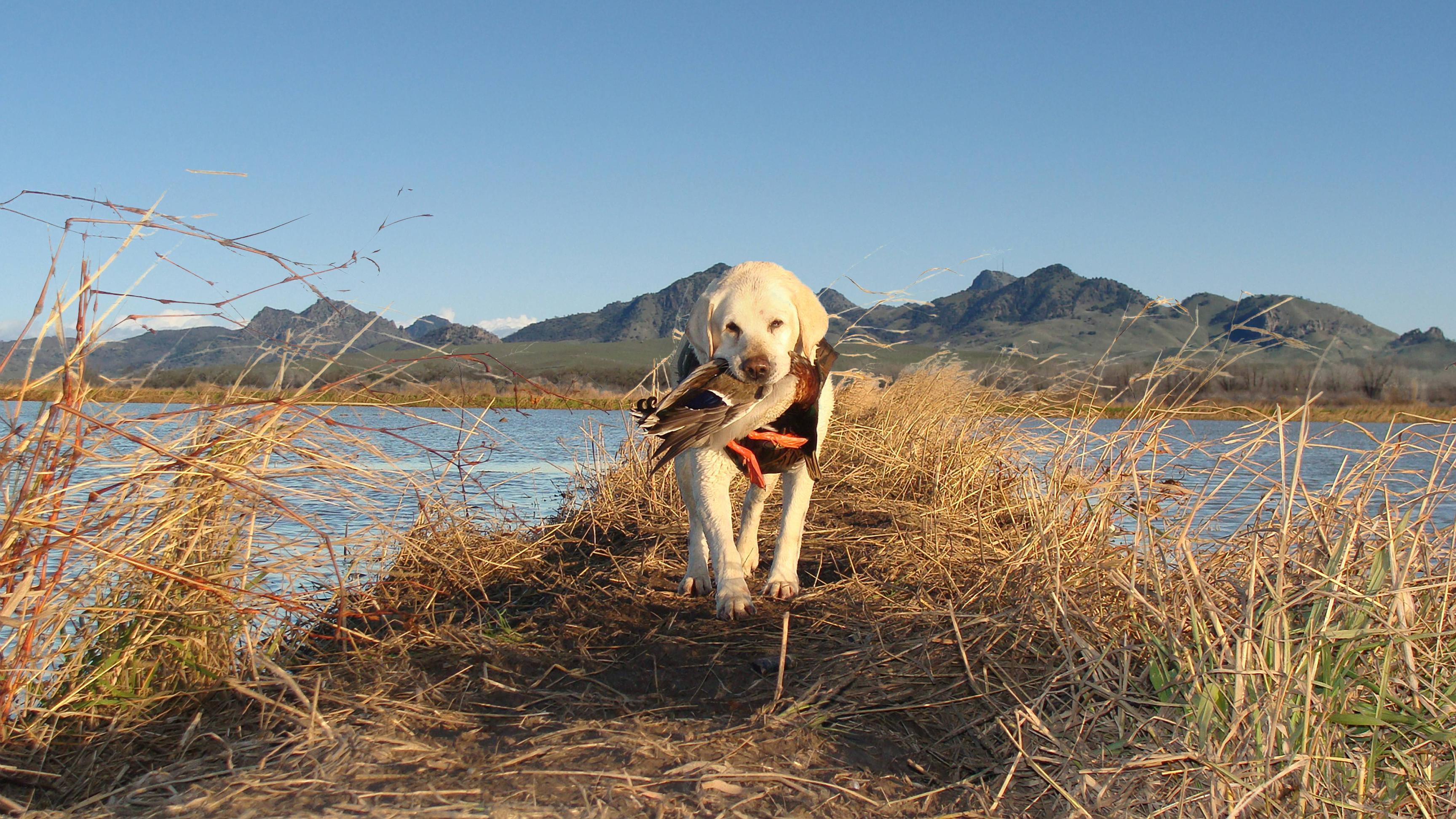 Hunting & Outdoor Themed PC Wallpaper, Background, Computer