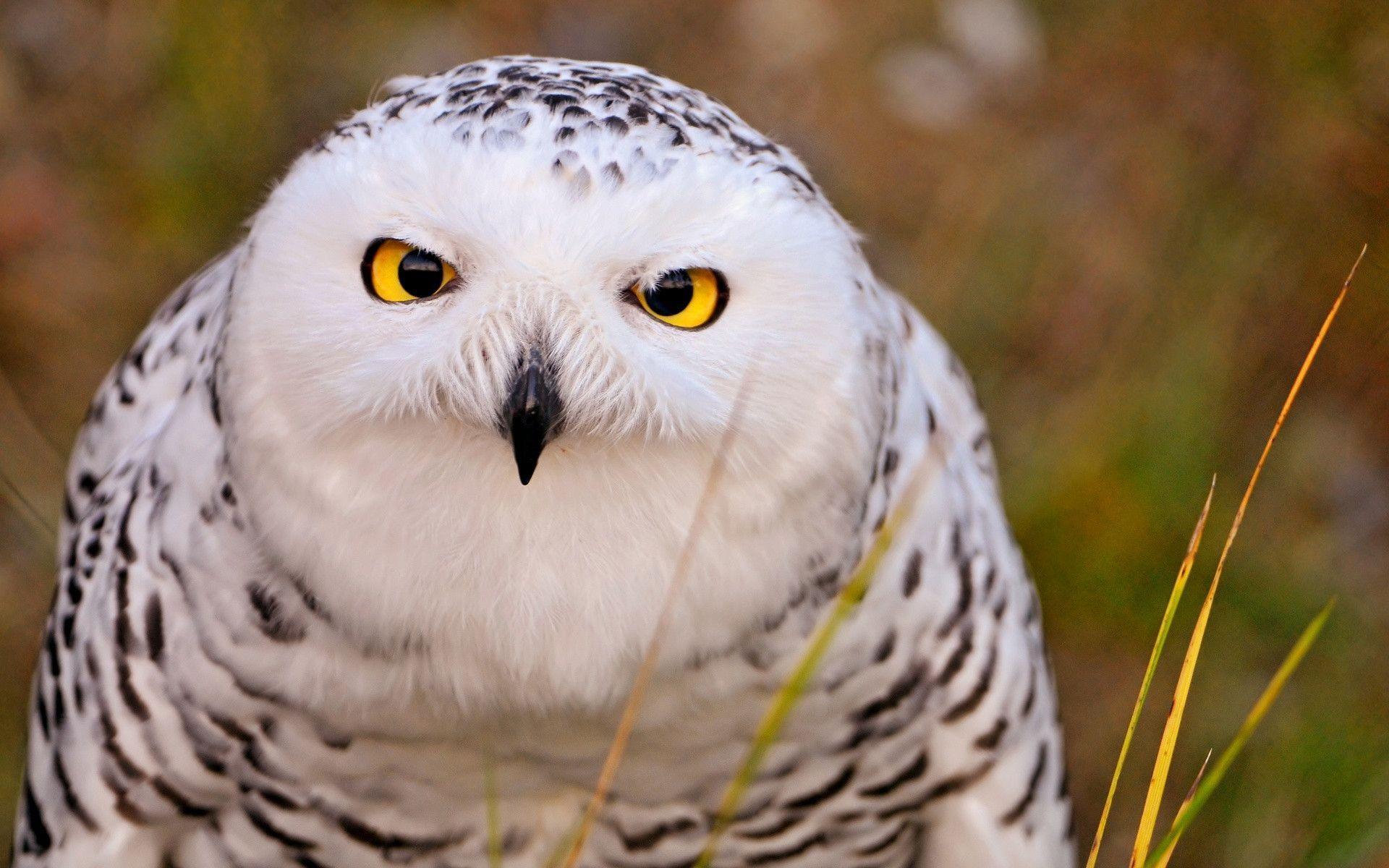 White Owl 23266