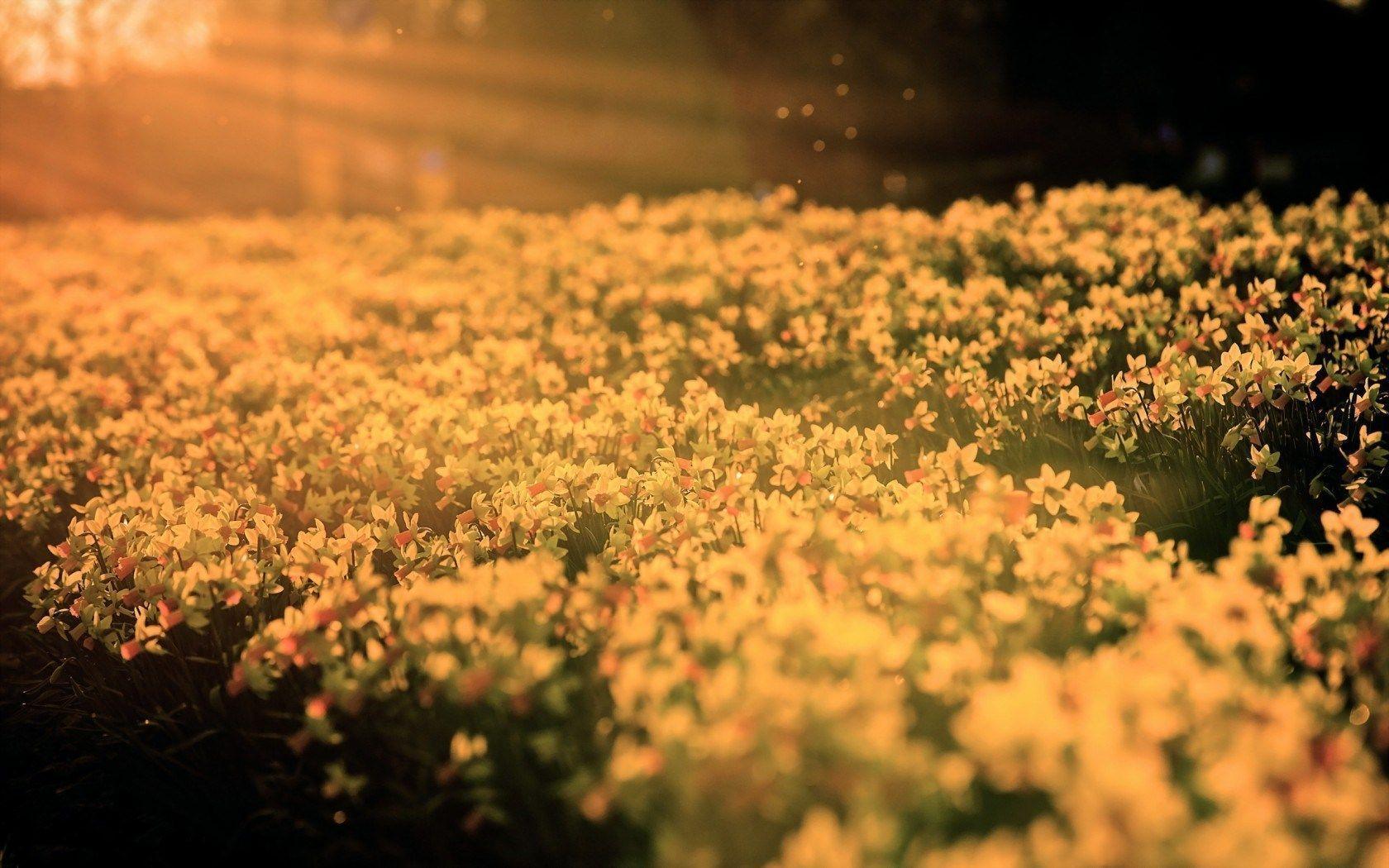 Spring Field Daffodils Nature HD Wallpaper