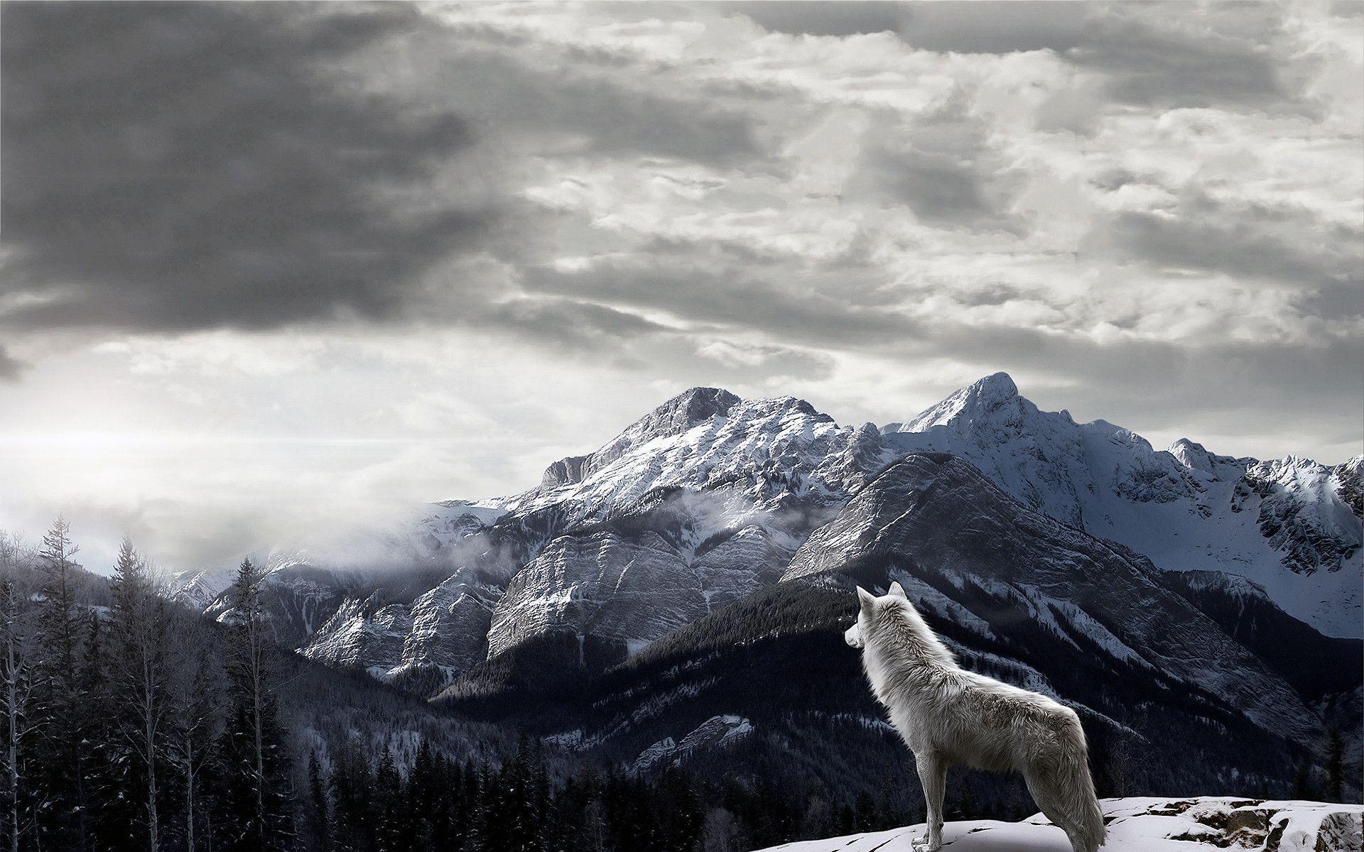 Mountains Gray Wolf Wallpaper