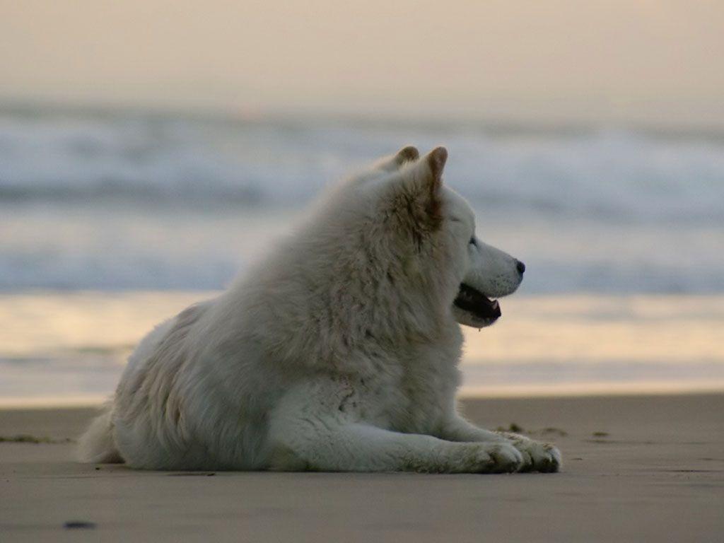 Samoyed relaxing on the beach wallpaper