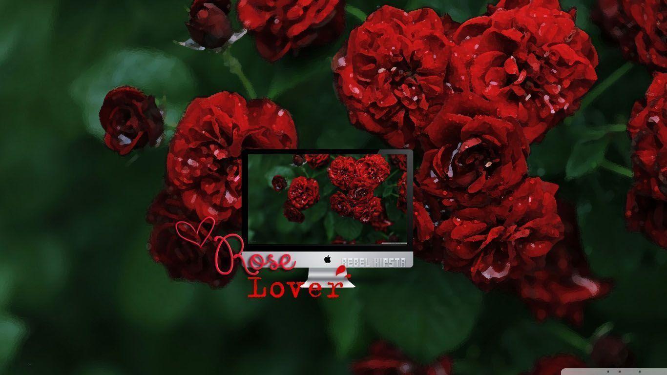 Rose Lover Wallpaper By Silly Luv