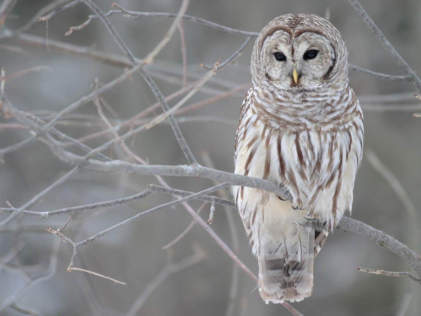 Download Exclusive Winter Birds Owls Desktop Wallpaper. Full HD