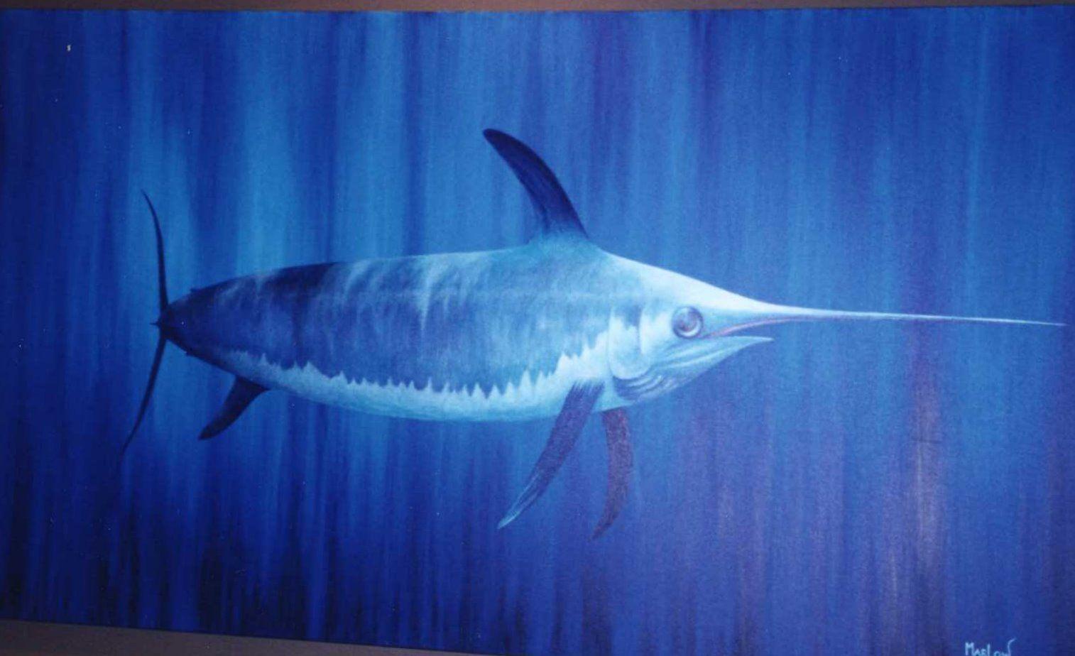 Swordfish. Sky HD Wallpaper
