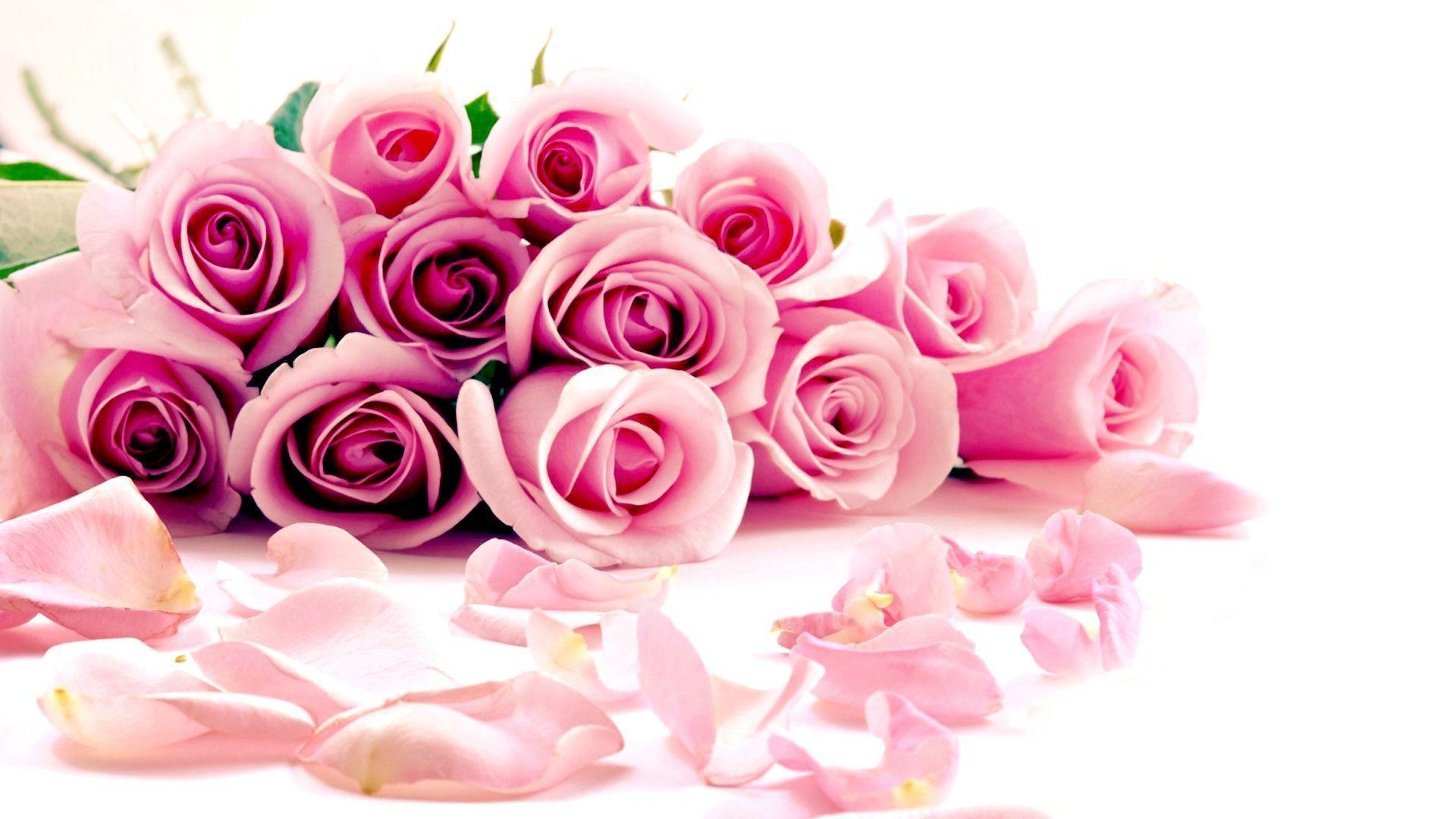 Wallpaper For > Beautiful Pink Rose Wallpaper