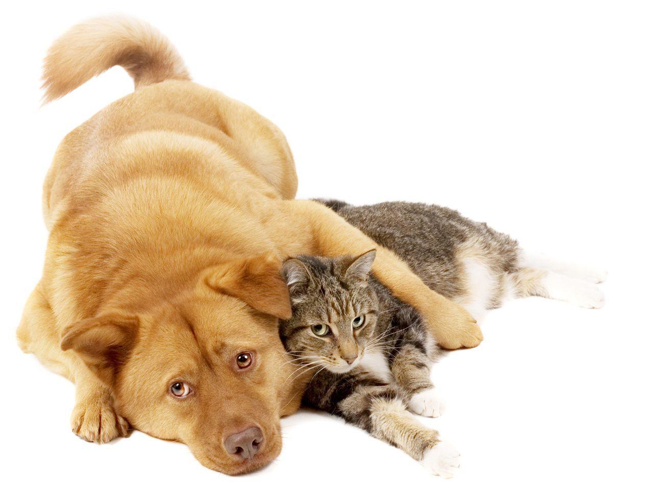 Animals For > Dog And Cat Wallpapers